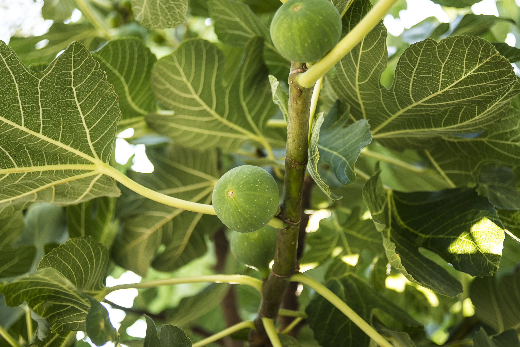 曲靖农业学校五年一贯制大专重点专业 - 植物保护、园艺、畜牧等