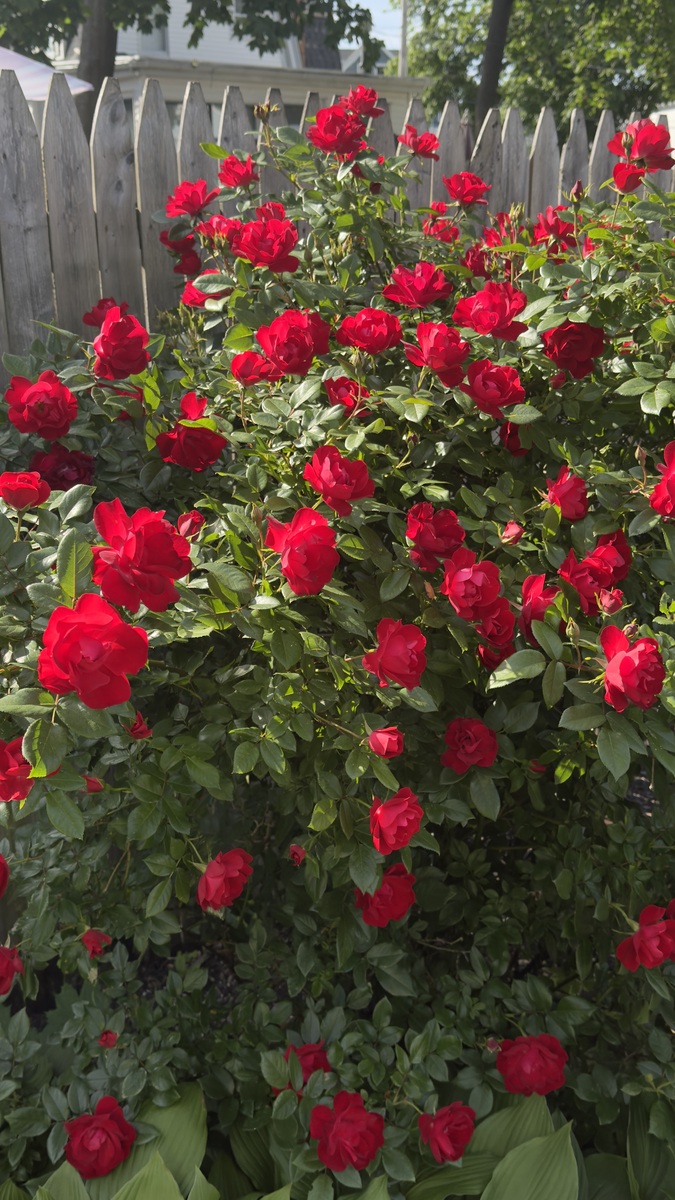 粉龙沙宝石月季花一年开几次花？花期怎么施肥浇水1500字