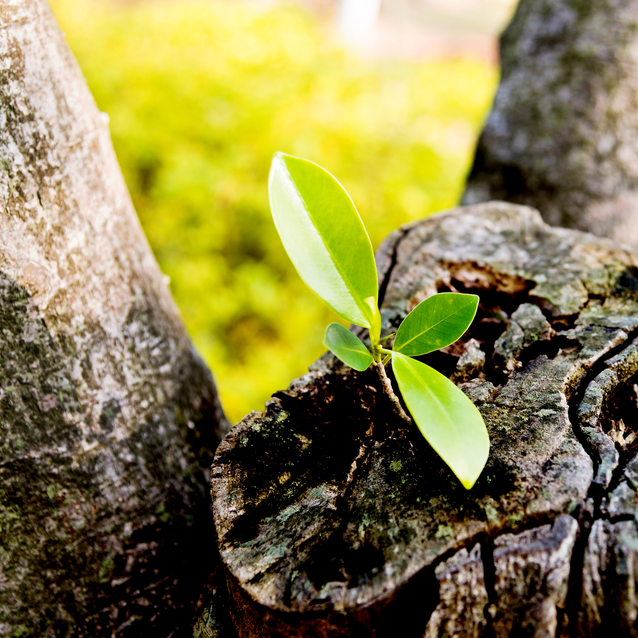 枯木逢春的人生感悟：重拾希望，拥抱未来