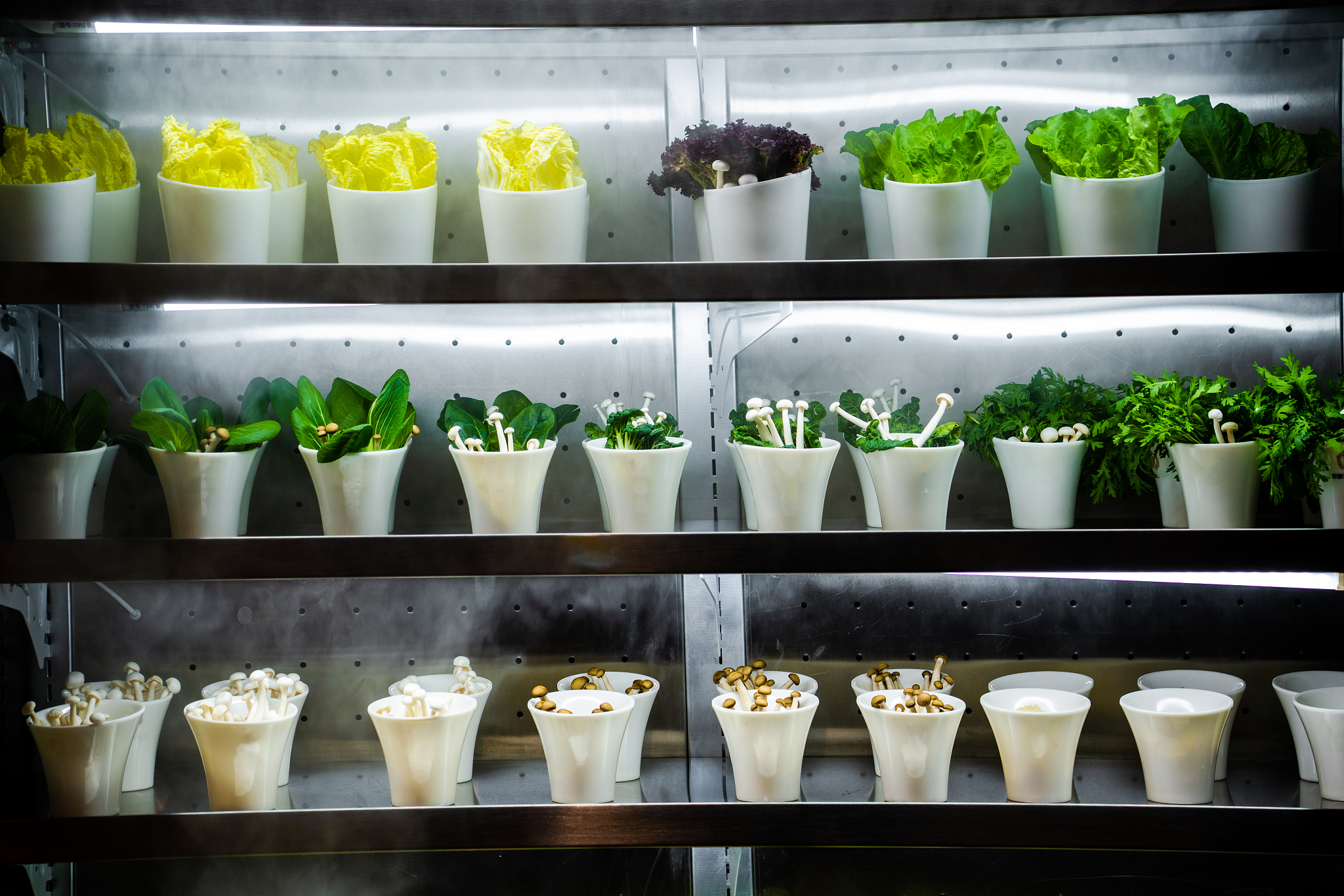 今天用铅笔罐装绿色蔬菜以帮助它们变干并让一些空气进入轮廓。很高兴看到天气有所改善