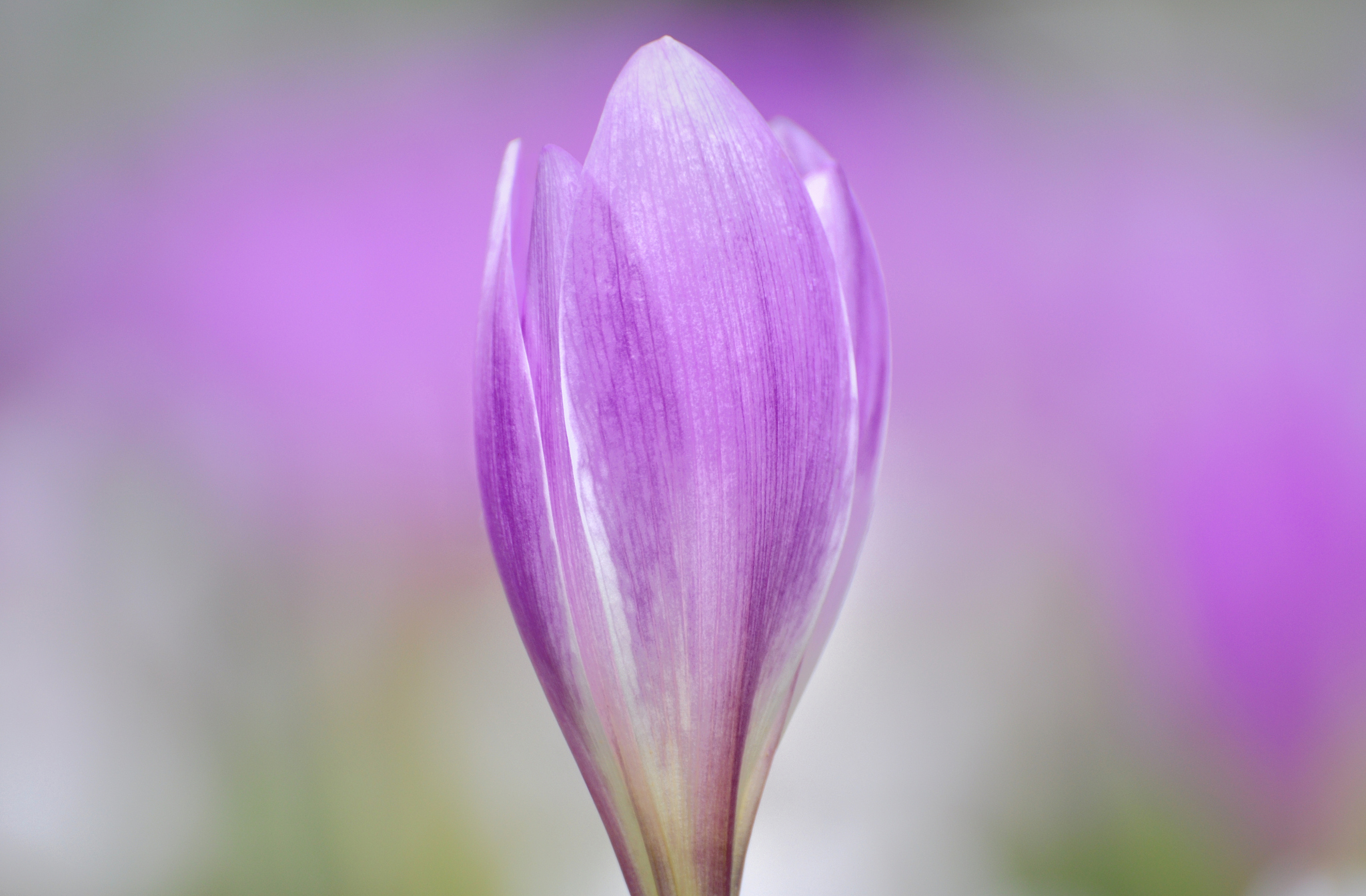 翻译options not allowed --onedir--onefilemakespec options not valid when a spec file is given