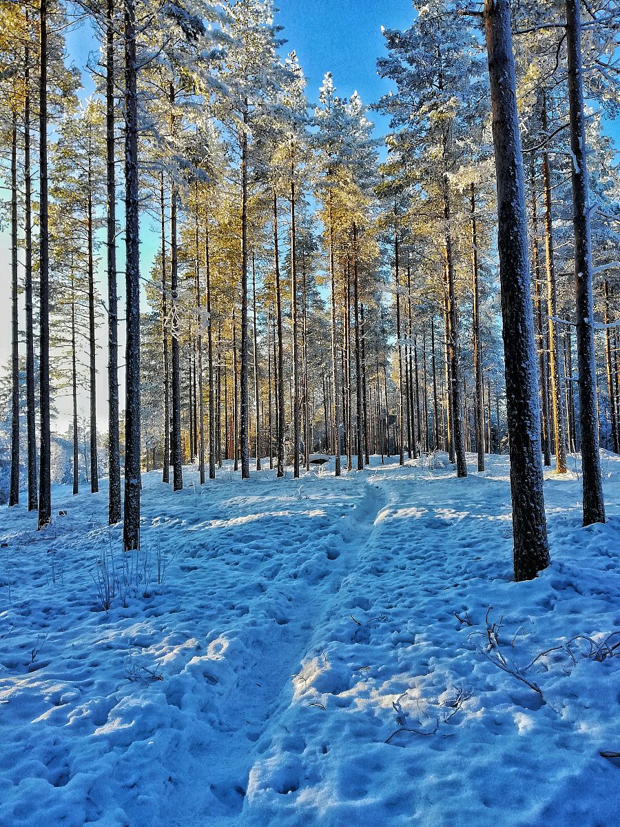 针叶林是哪种气候的特征位于中国什么地方