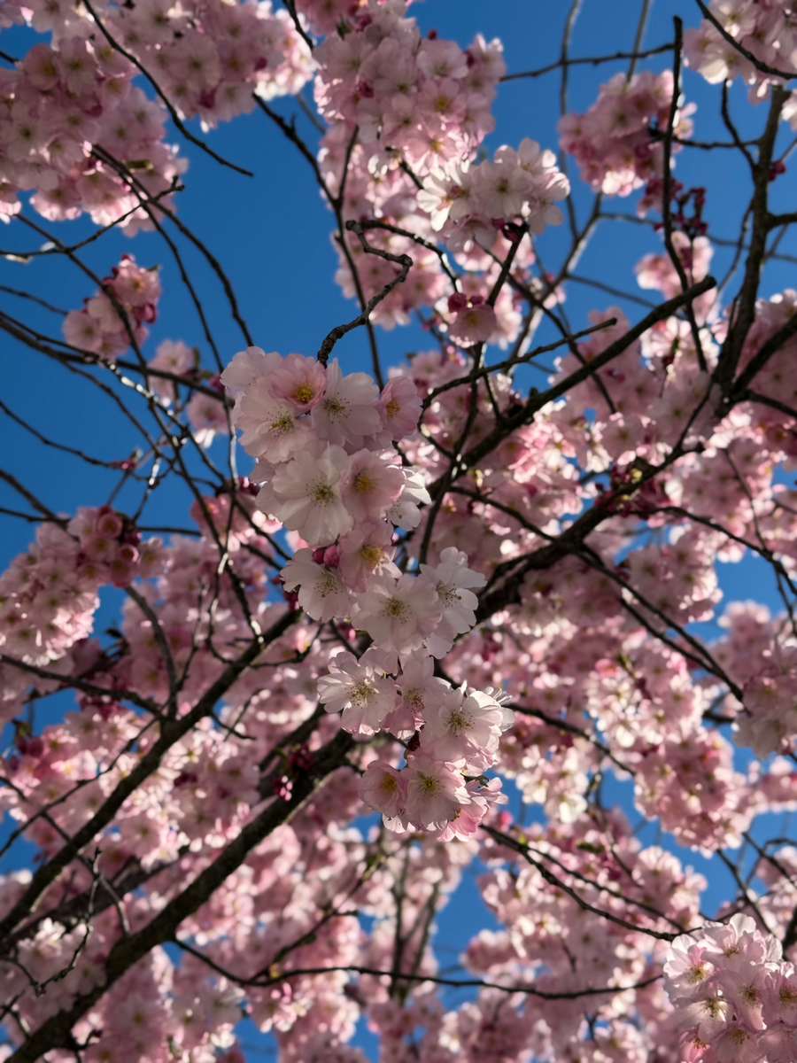 简短拍摄樱花文案