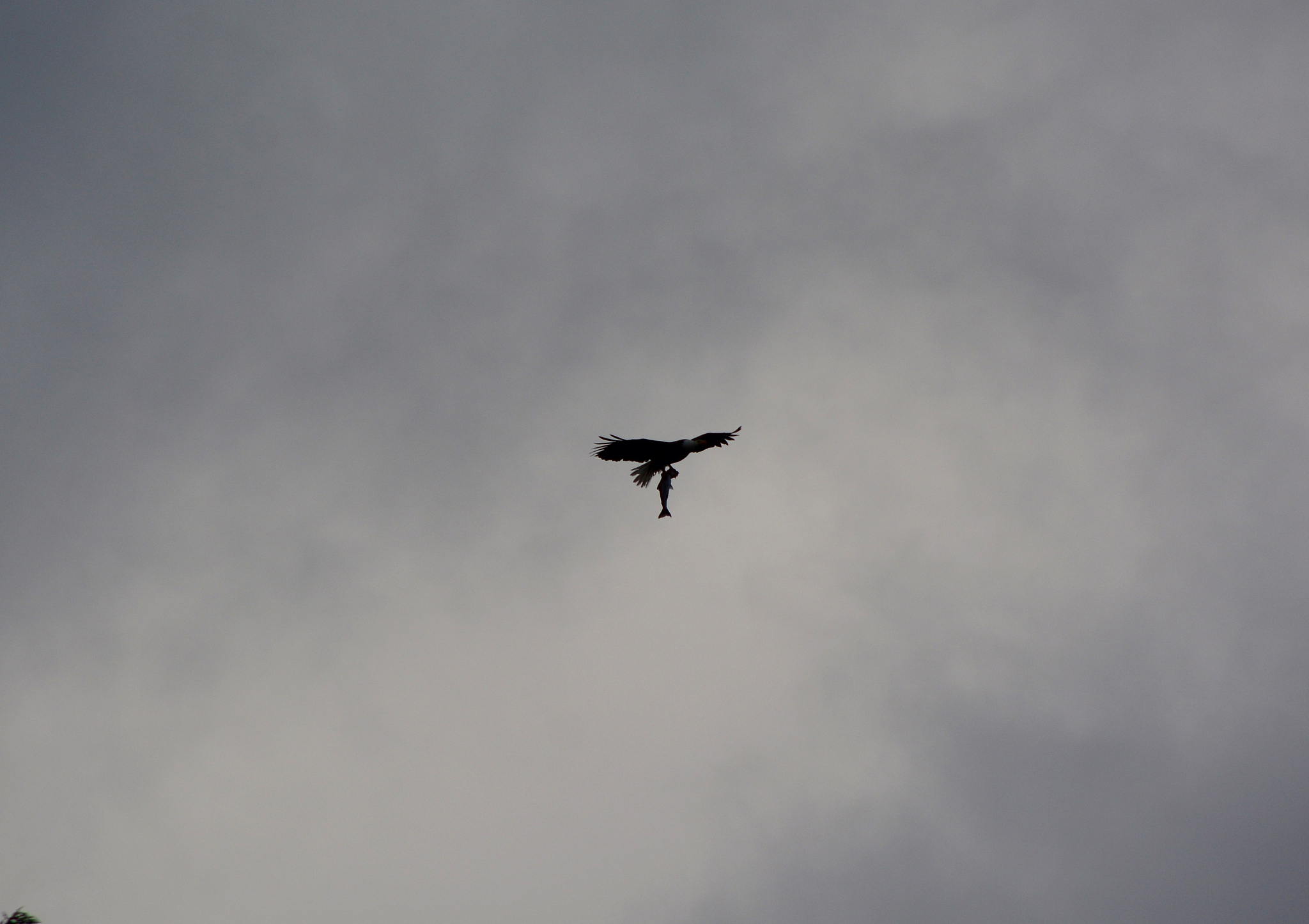 flying bald eagle with salmon