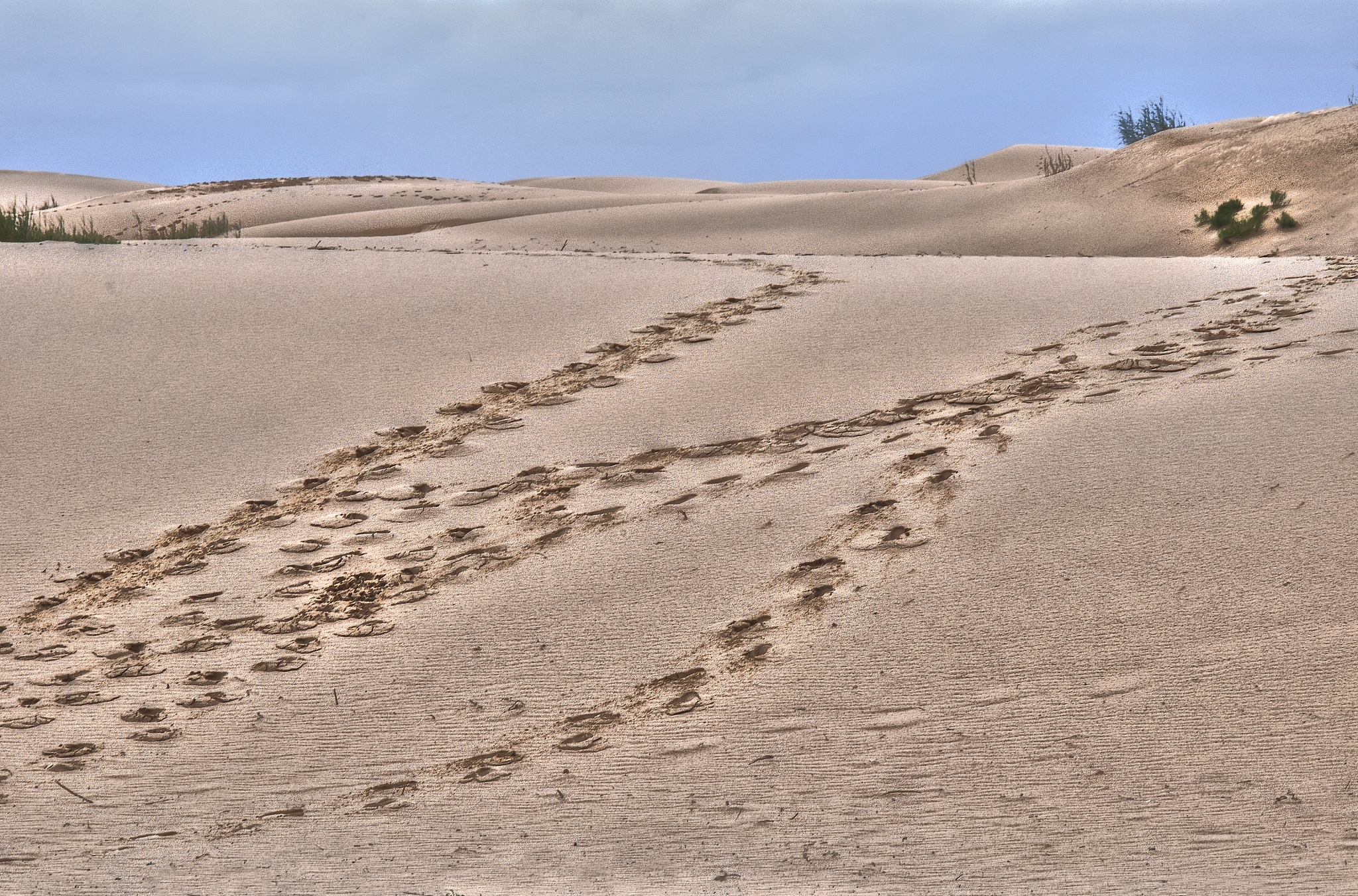 monahans sandhills state park, tx