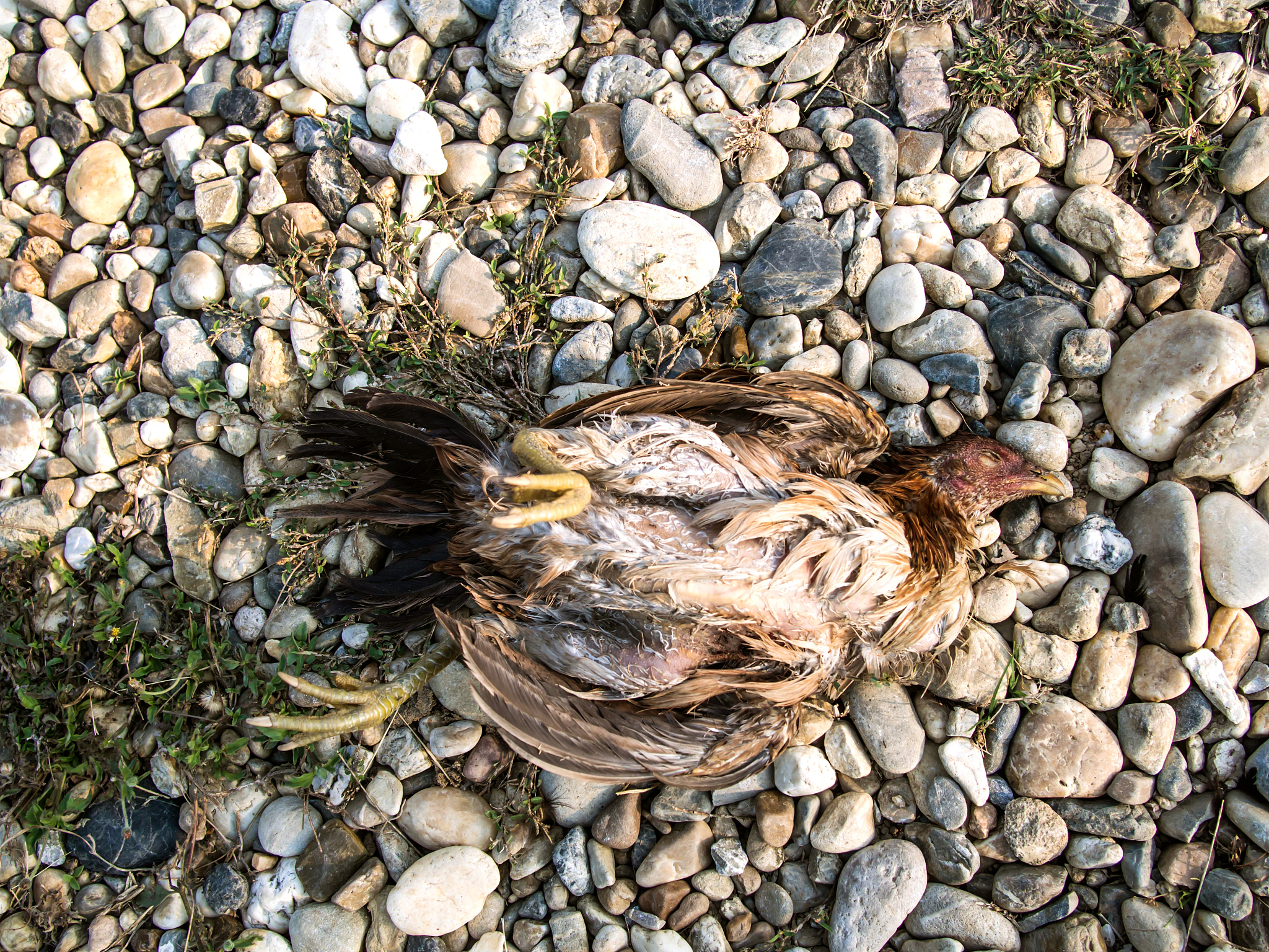 dead chicken