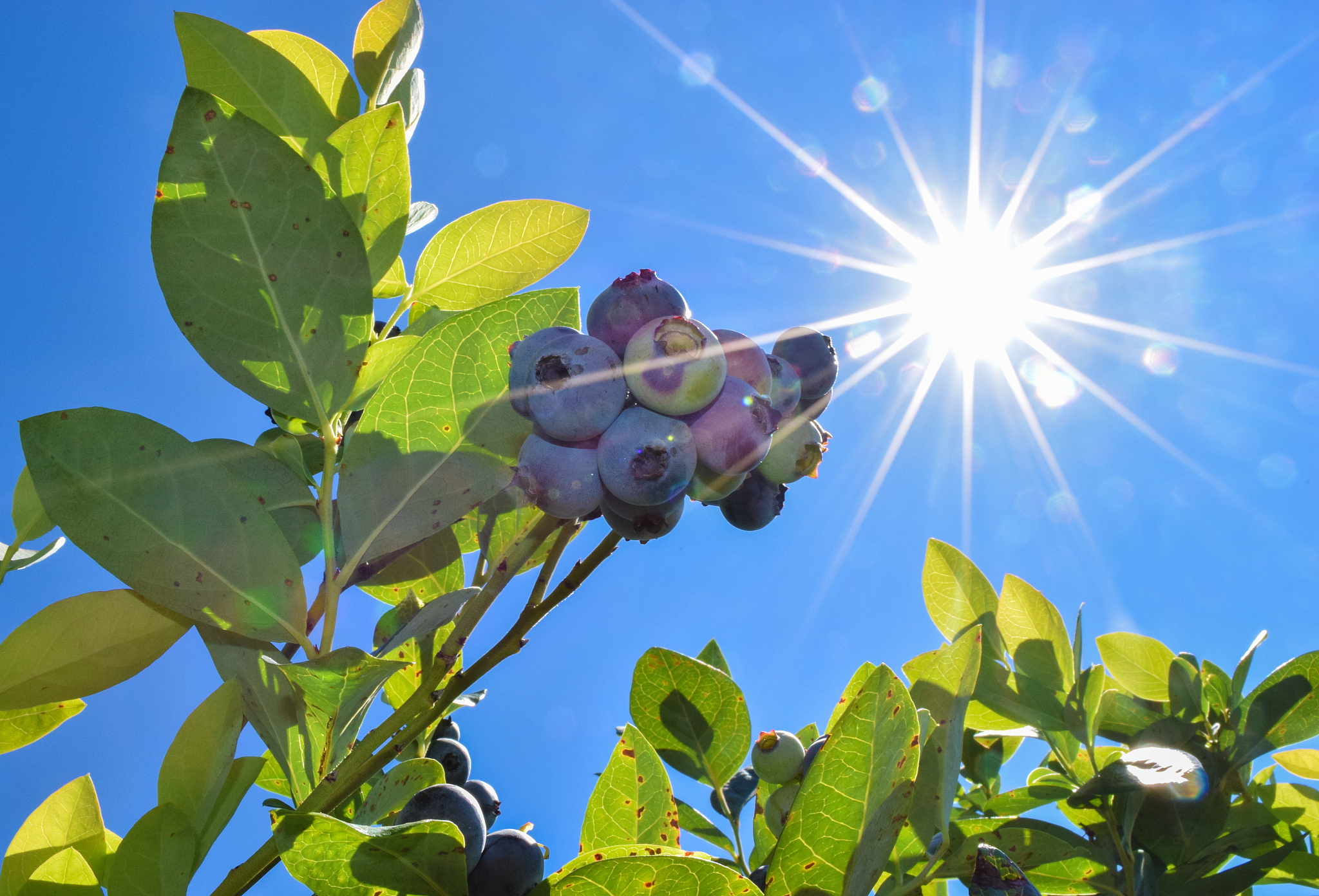 LED照明光强度对蓝莓叶片形态的影响