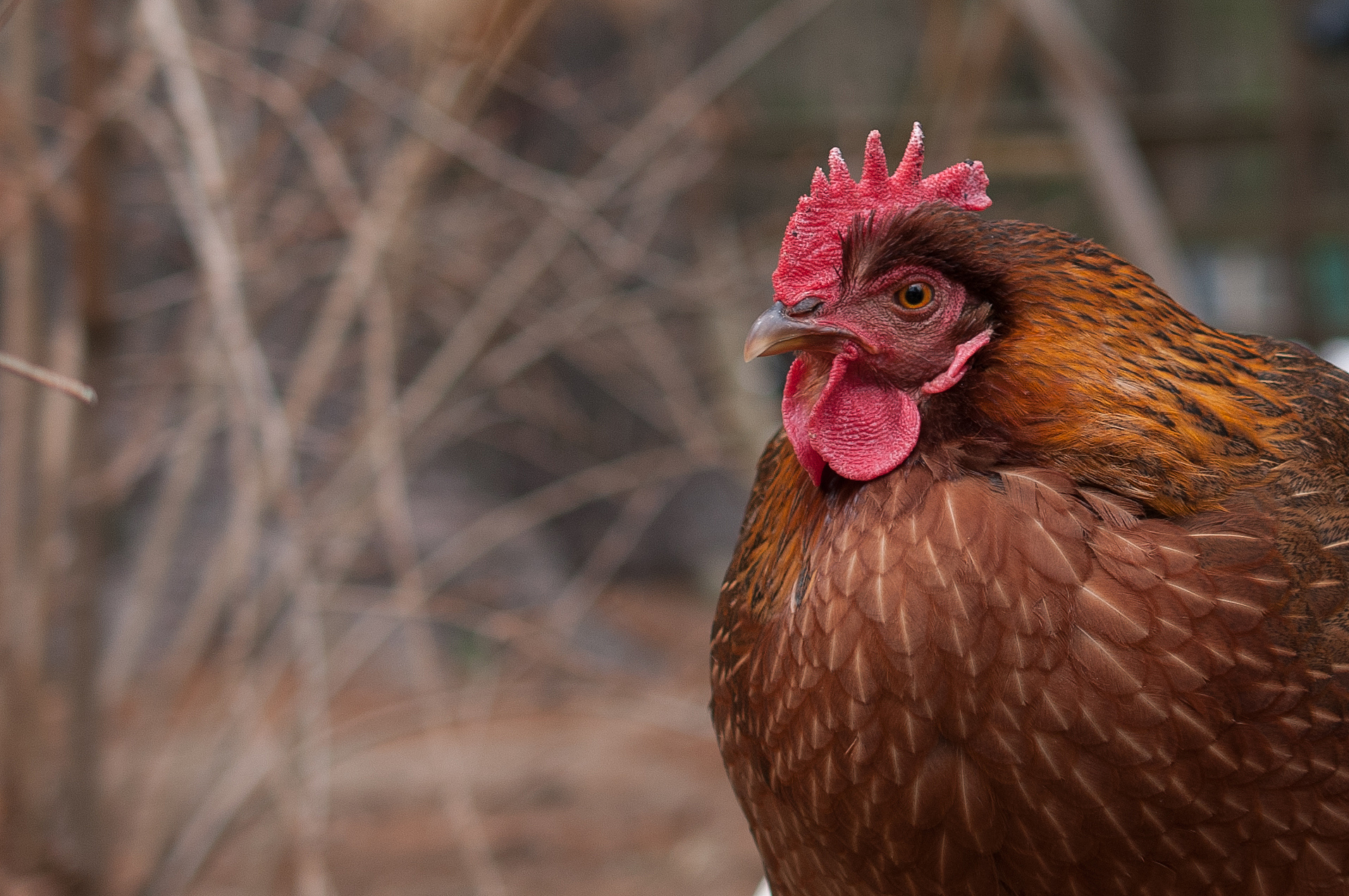 chicken