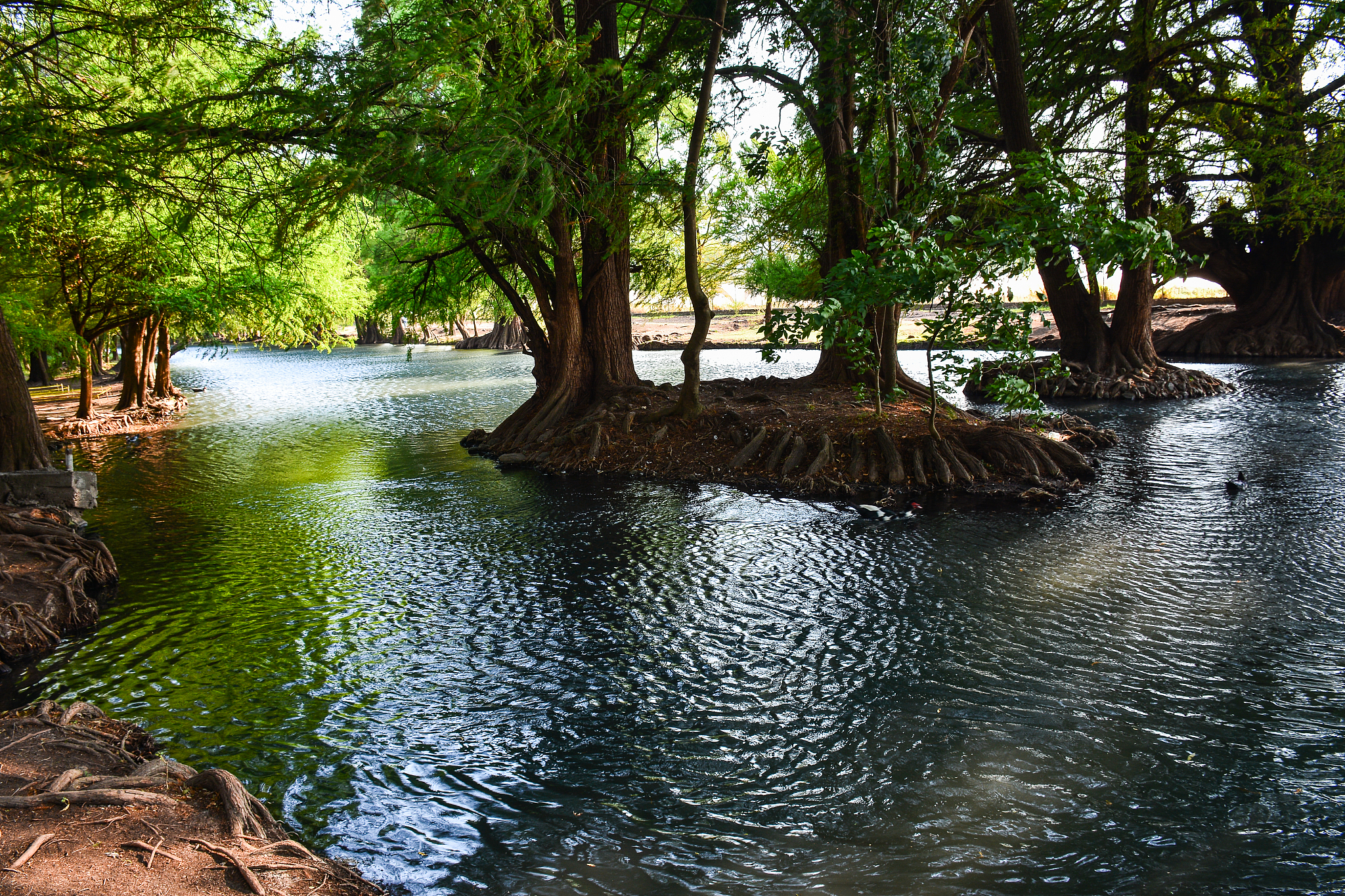 tree island