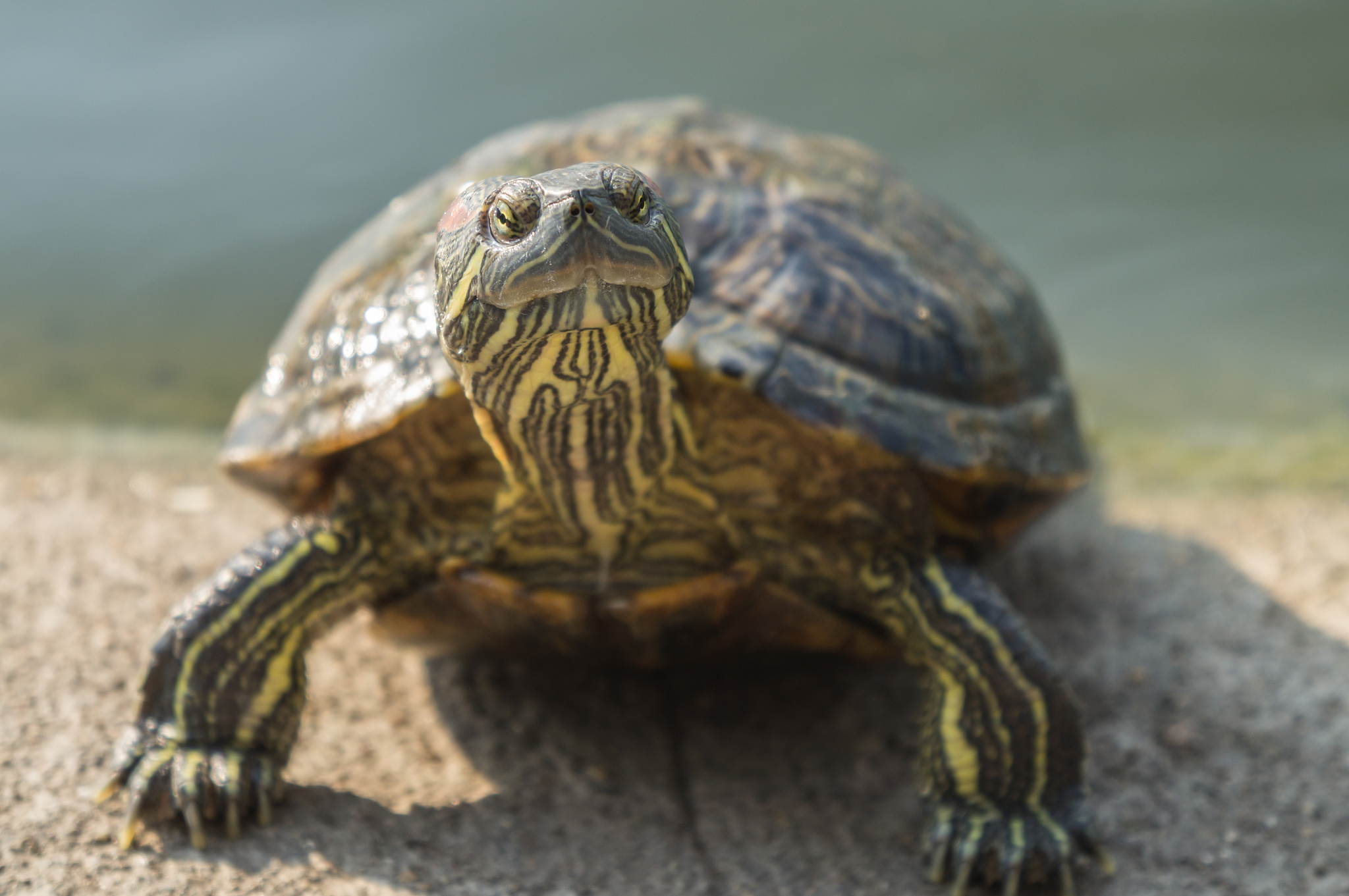turtle