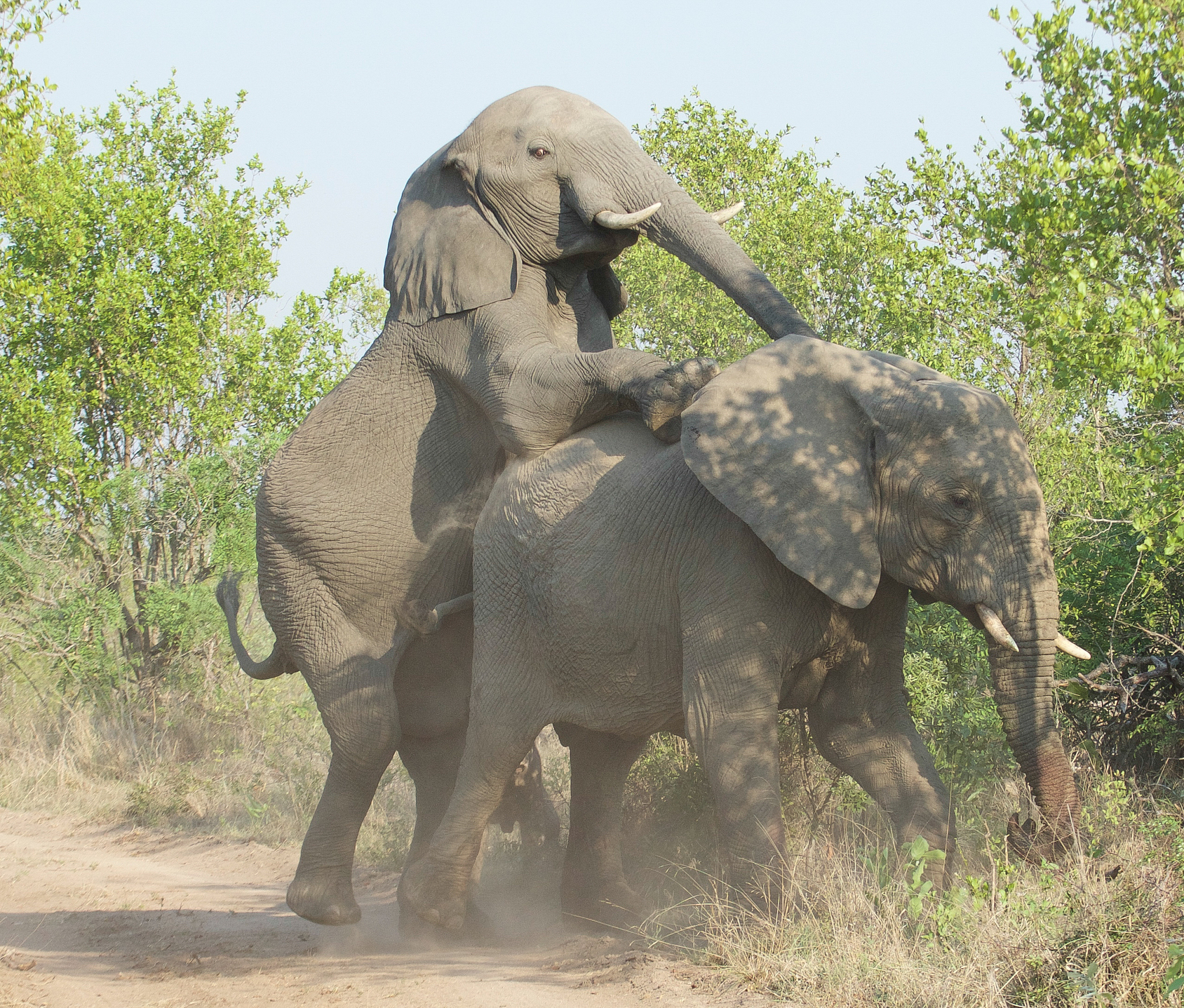 古代中国中原地区有大象吗