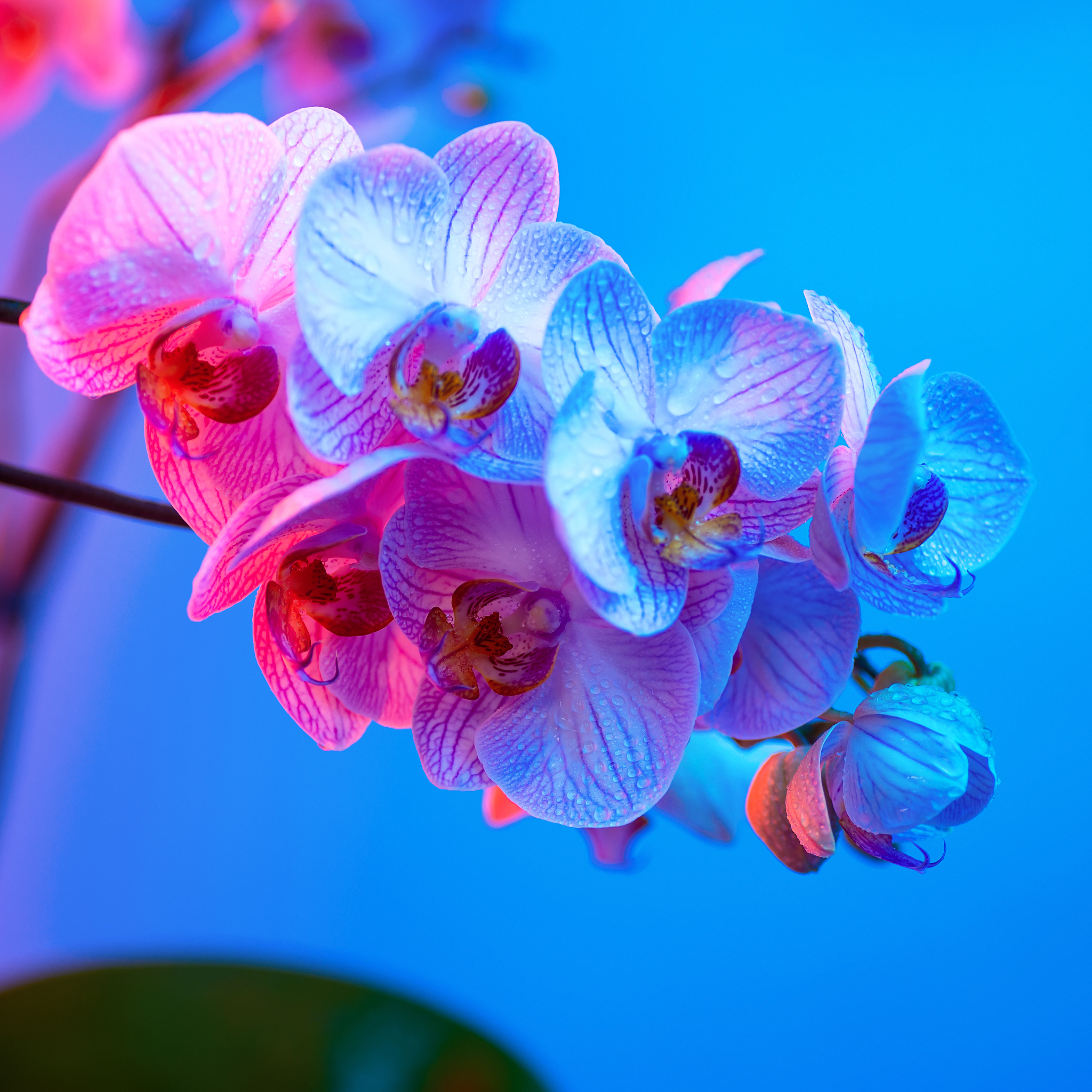 delicate pink orchid with dew drops close-up on light blue backg