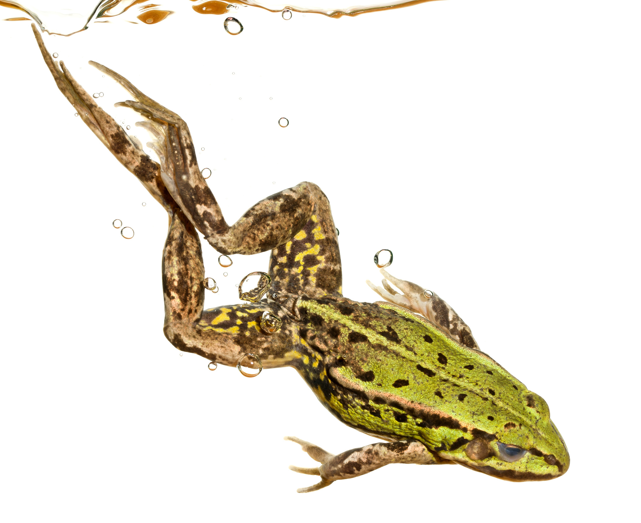 青蛙的跳跃秘密：为什么它们能跳那么远？