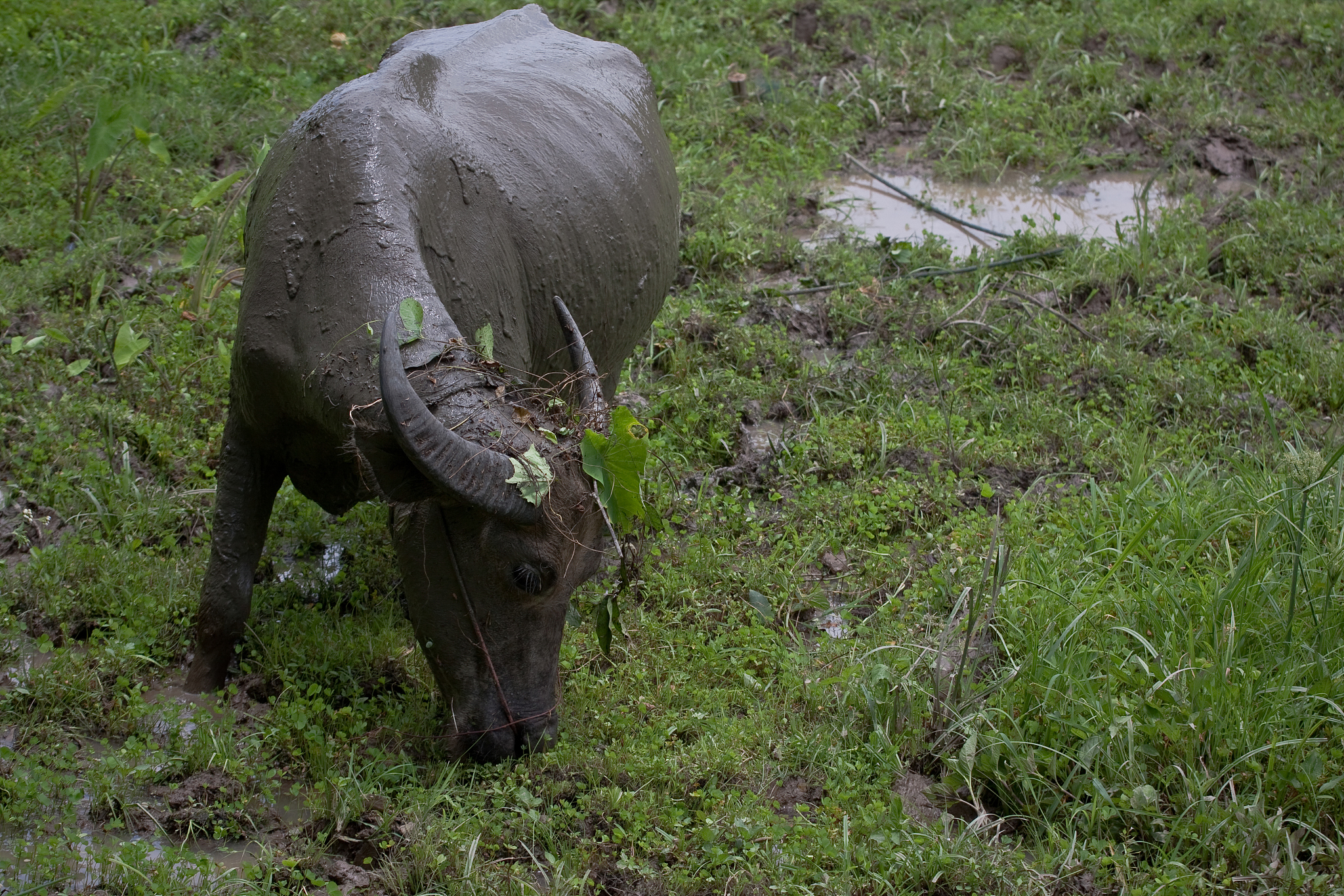 假设你是牛河马请讲一下你在一个只有猪和牛的世界里从一个无名小卒到成为全世界的领袖的故事。注意：你虽然智商只有20但你跟石头是好朋友石头智商50而且你学会了石头语。你力大无穷一拳可以打碎一个石头。猪智商200牛智商200他们互相残杀你爱好和平因此想成为星球的领袖。你重视农业都是在石头上种植物而且效果不错