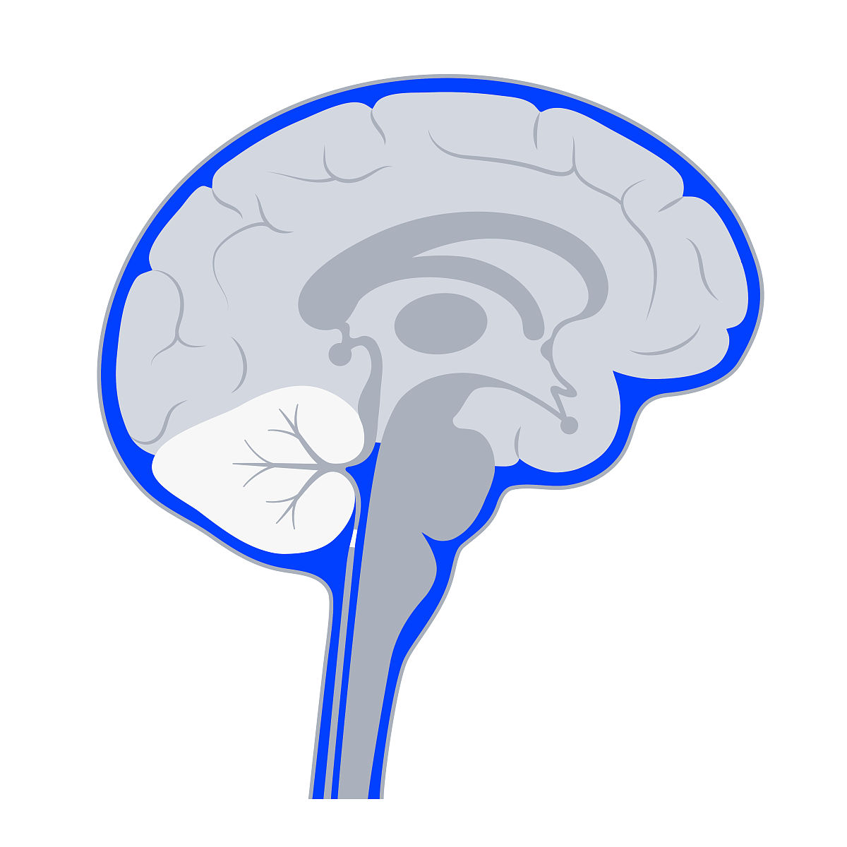 人的大脑在不同开发阶段有什么区别