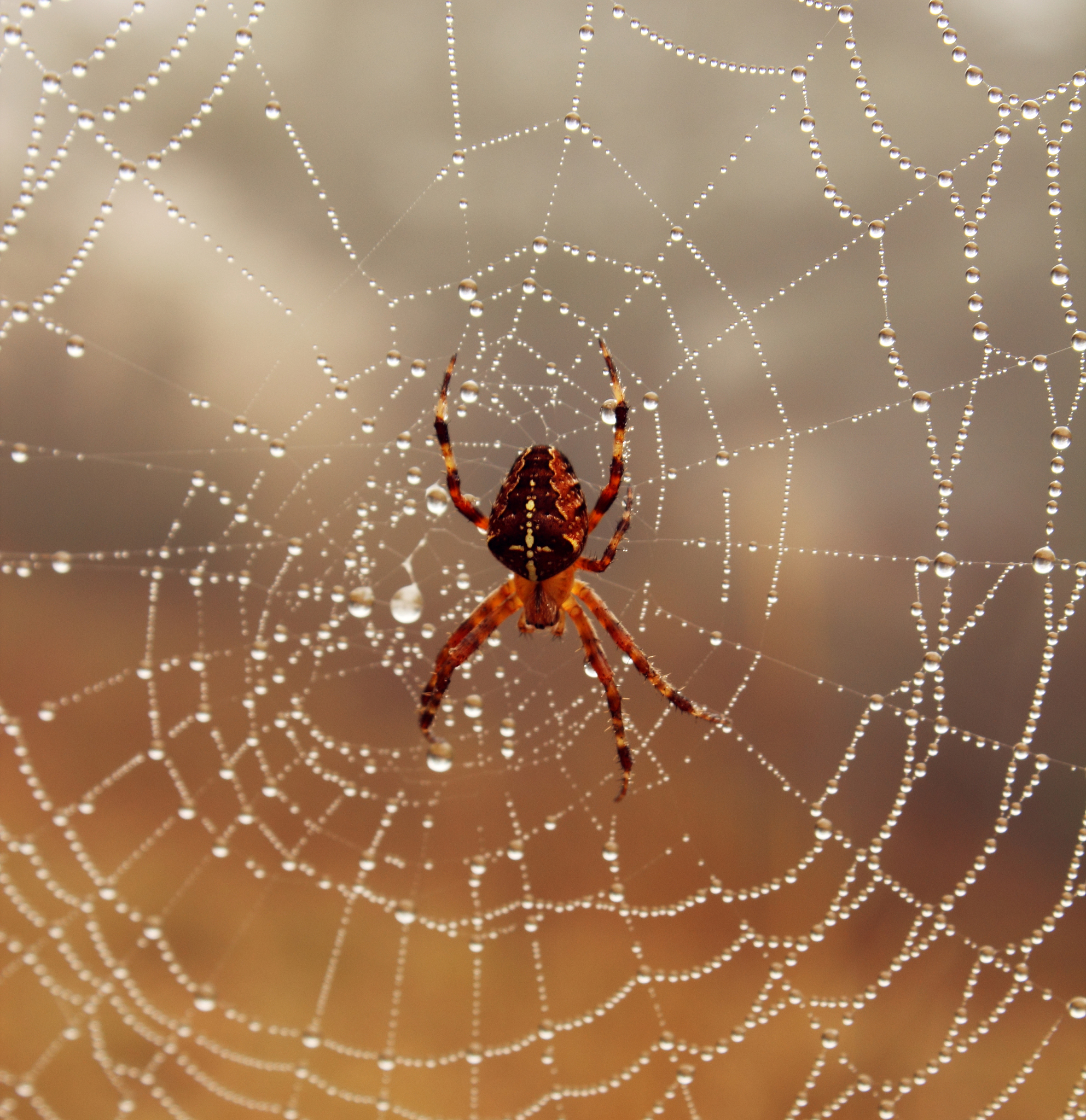 import scrapyfrom scrapylinkextractors import LinkExtractorfrom scrapyspiders import CrawlSpider Ruleclass SunSpiderCrawlSpider name = sun #allowed_domains = wwwsuncom start_urls = httpswwwku