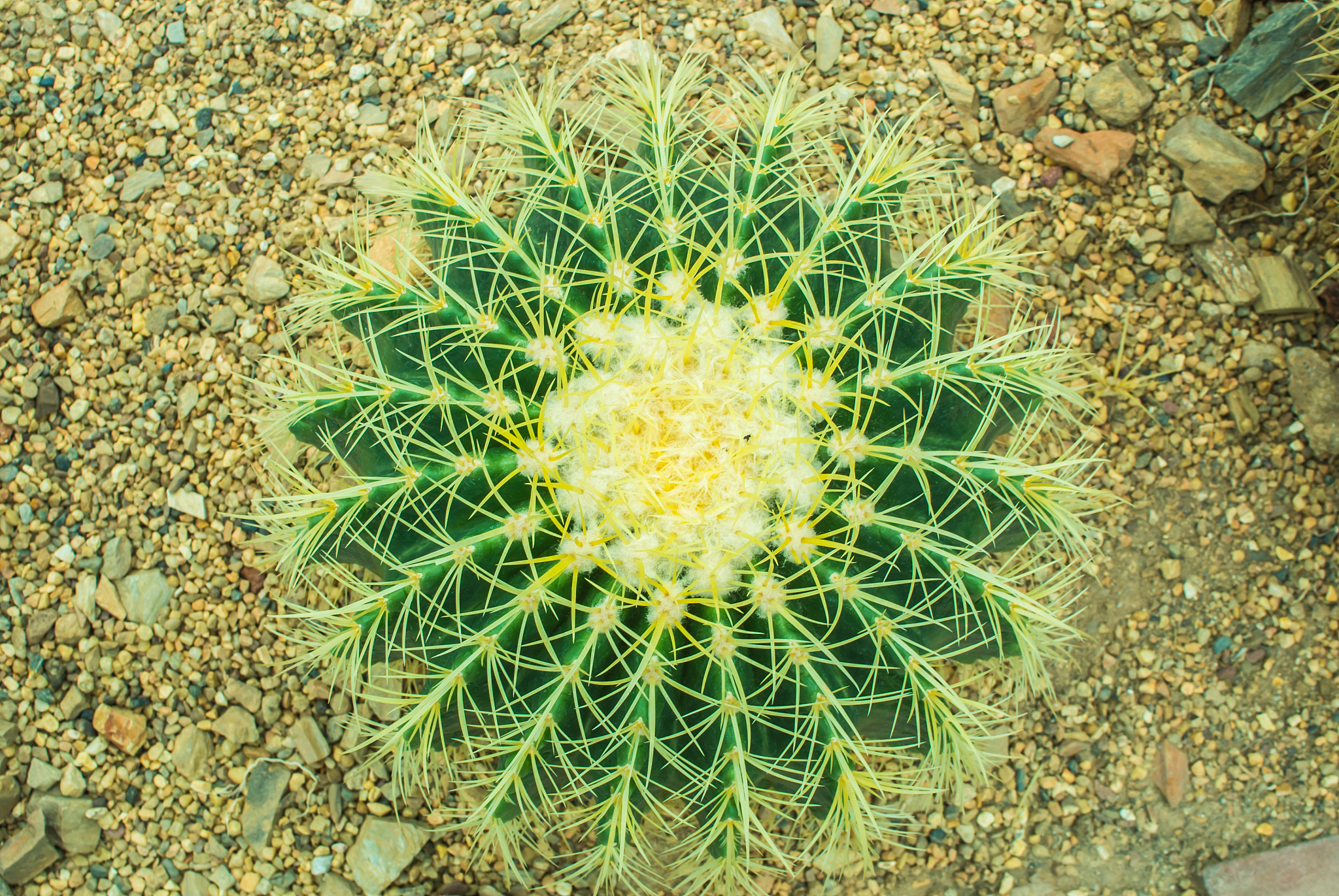 cactus close up
