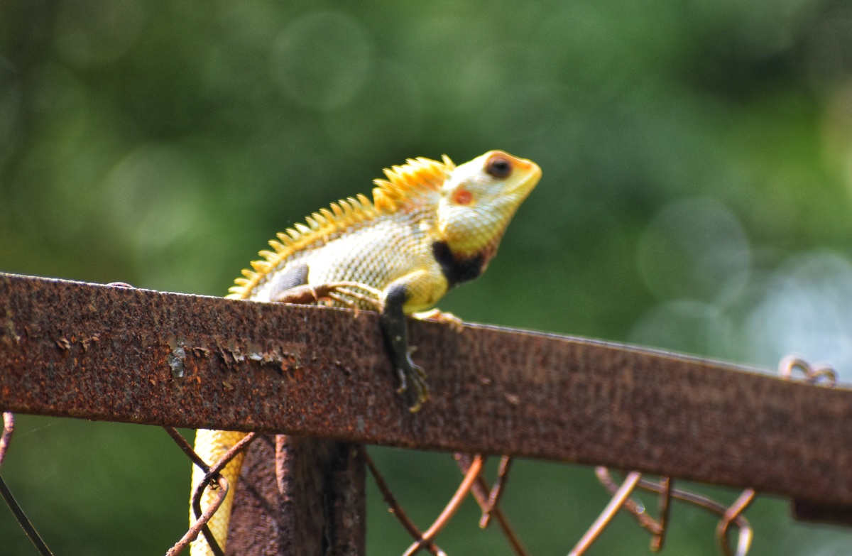 东方花园蜥蜴(calotes versicolor),又称变色蜥蜴,或