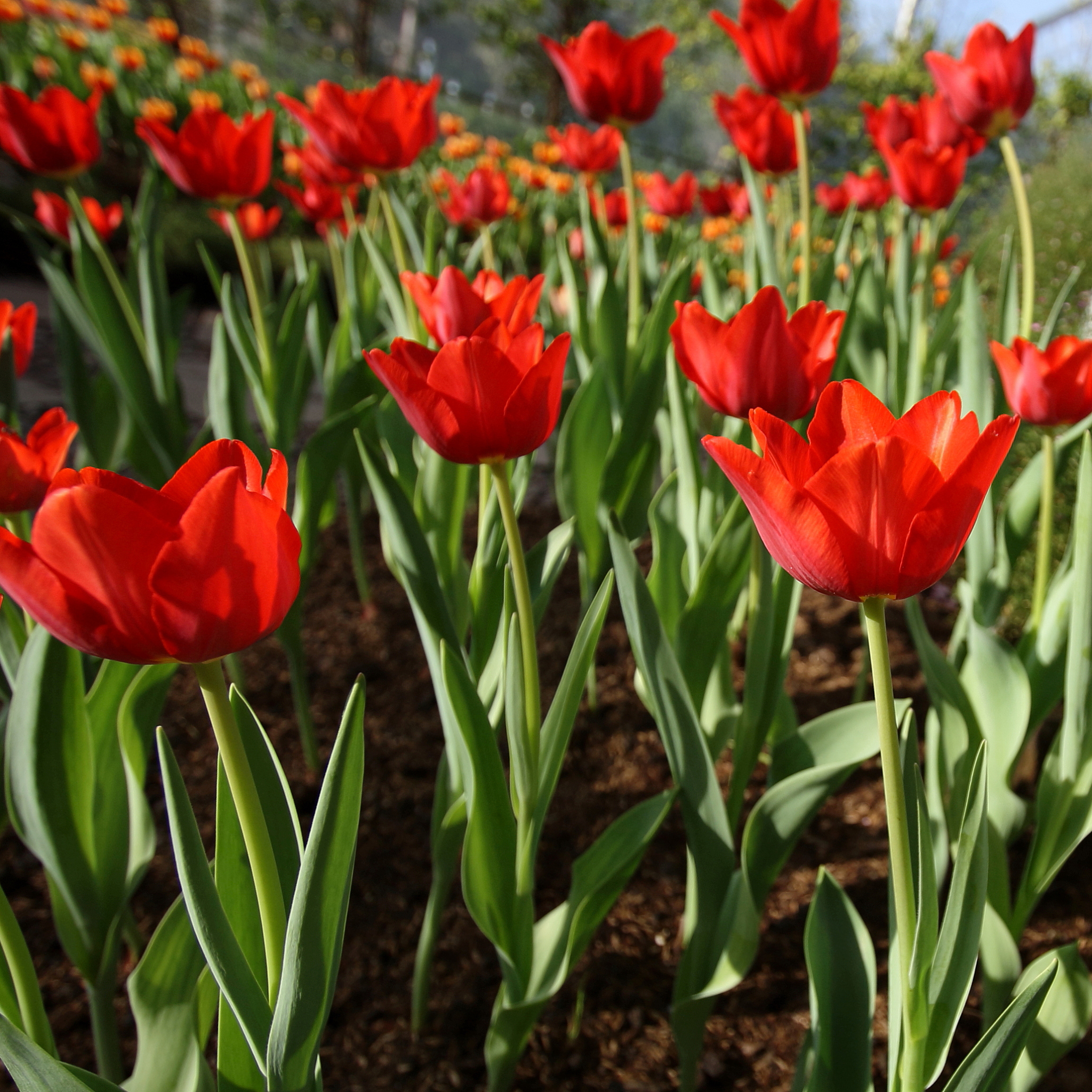 郁金香的花语 郁金香种植方法和过程