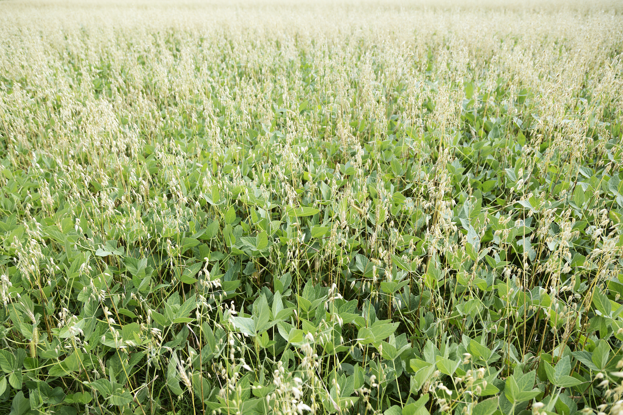 TaGW2 基因在作物育种与驯化中的关键作用