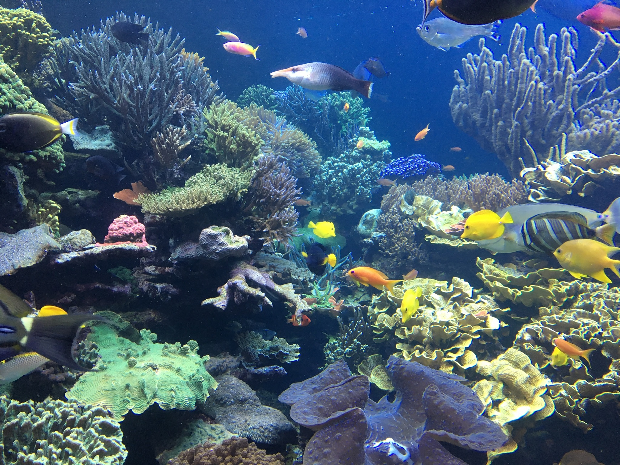 厦门海洋职业技术学院水族科学与技术专业就业方向：水族馆、水产养殖、科研等