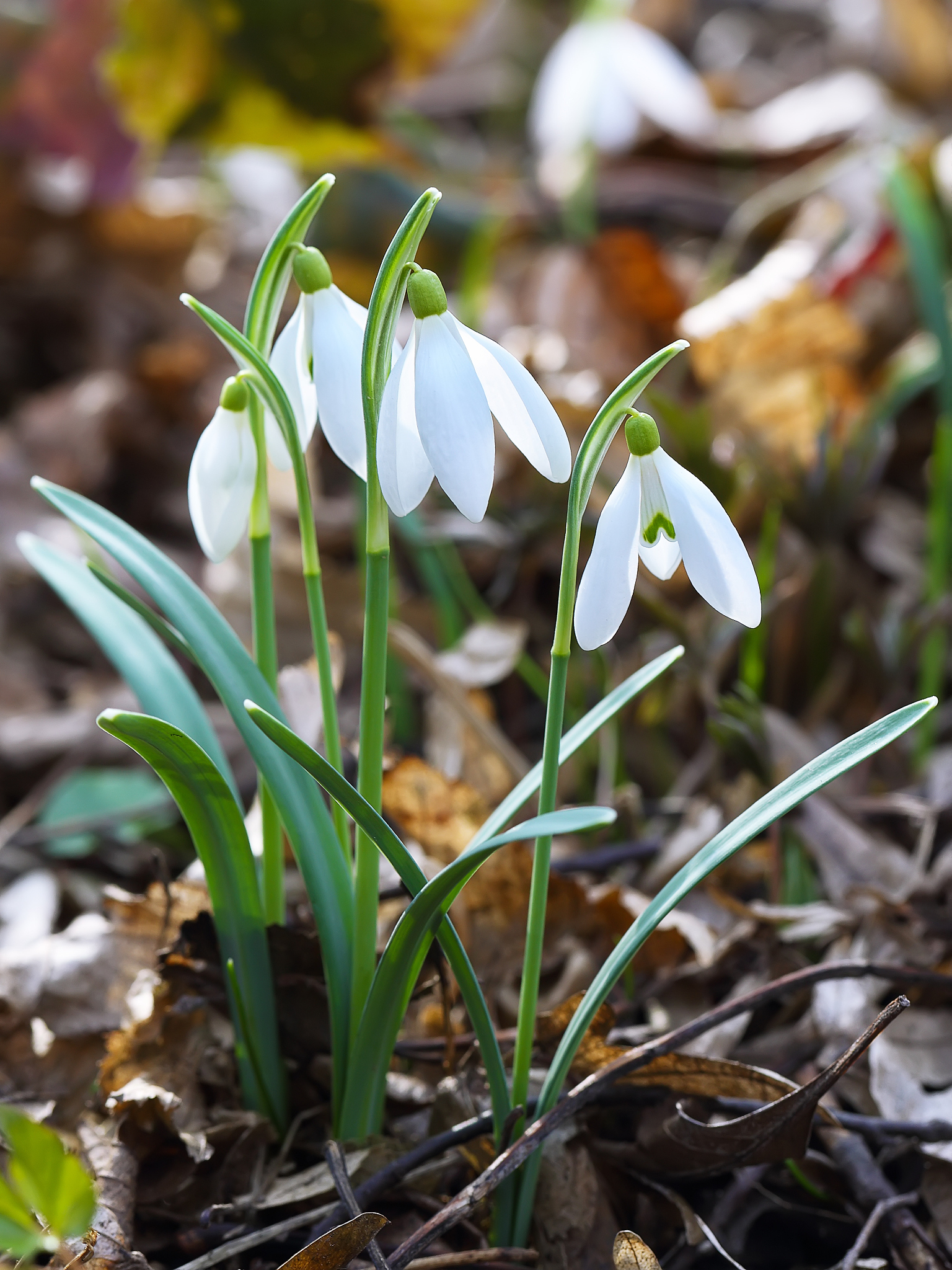 spring snowdrop flowers blooming in sunny day.
