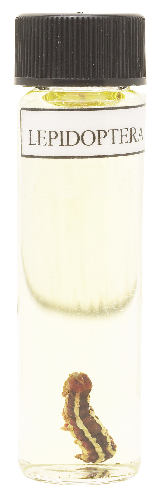 Acetylene Bottle Fragments Analysis: White Matter Found