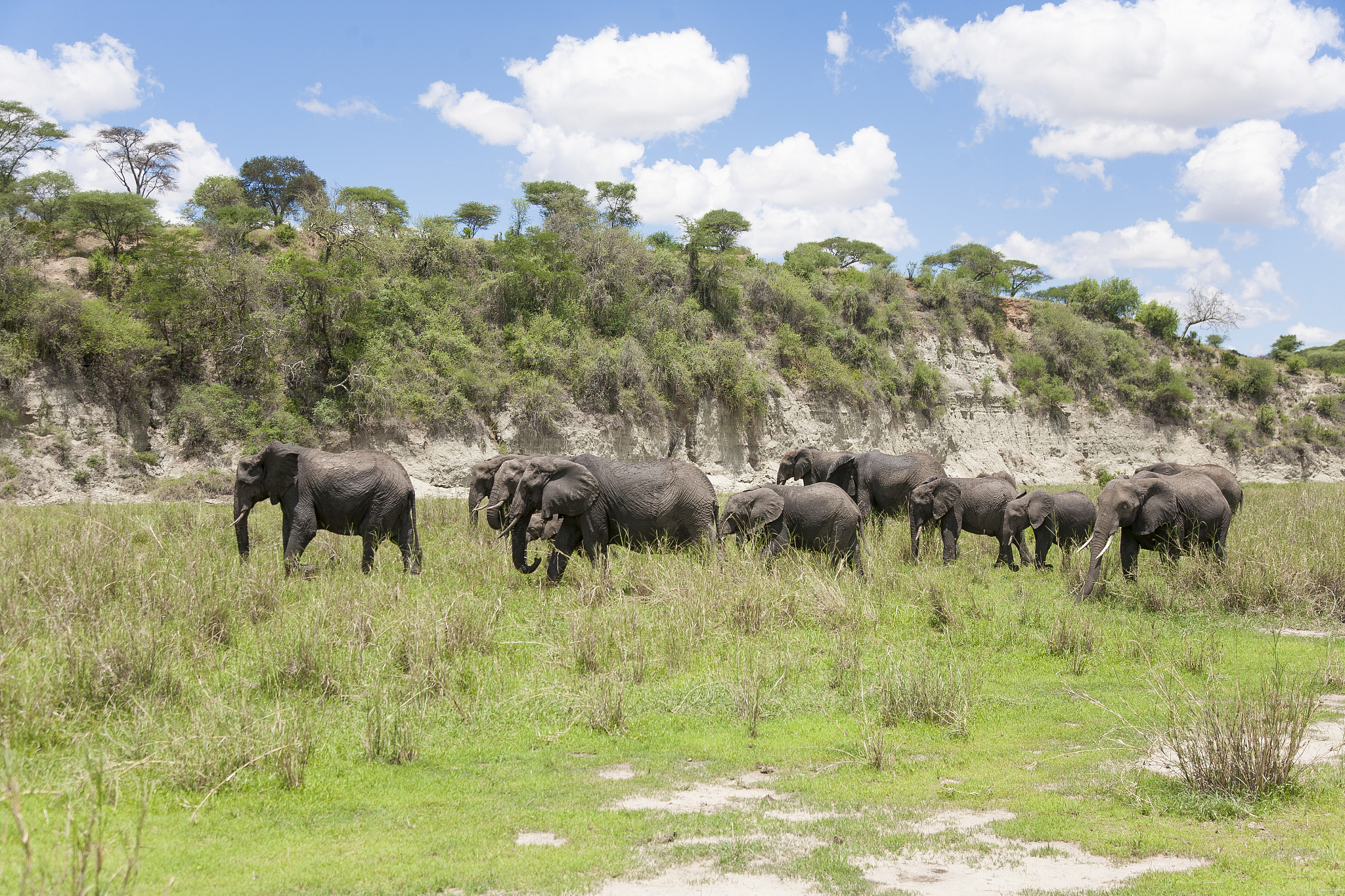 herd of african elephants serengeti tanzania