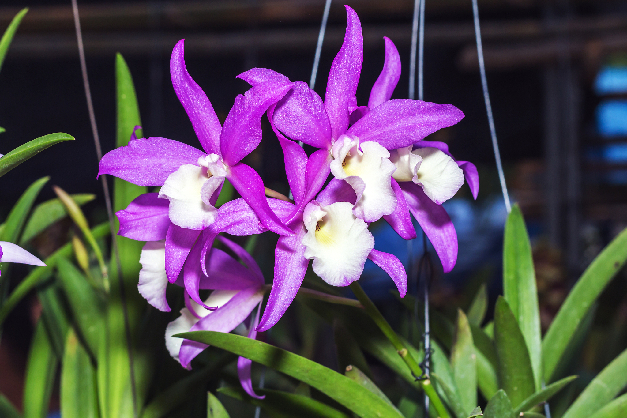 trees, beautiful orchids of thailand