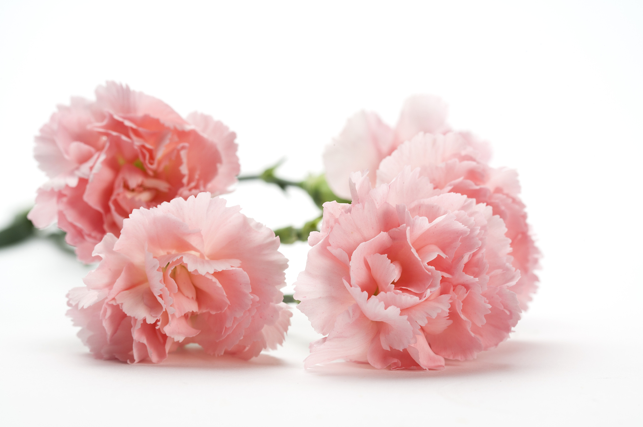 请以这段文案为模板进行仿写文案是：这是我今生第一次给爸爸买花他抱着黄色的玫瑰一脸惊诧他说这于理不合我说别急让他送给我妈那天的风把浪漫送回了三十年前他们相遇的那晚回家后爸爸把花瓶里插满了玫瑰妈妈取出几枝 说不能由着它枯萎她烘干了花瓣塞进了香囊给了爸爸妈妈说不能把爱都困在花瓶我说对要跟着心上人如影随形。文案公式：反差+参照物／人+场景+情感共鸣表达过对家人的爱以诗歌的形式每句话要押韵。