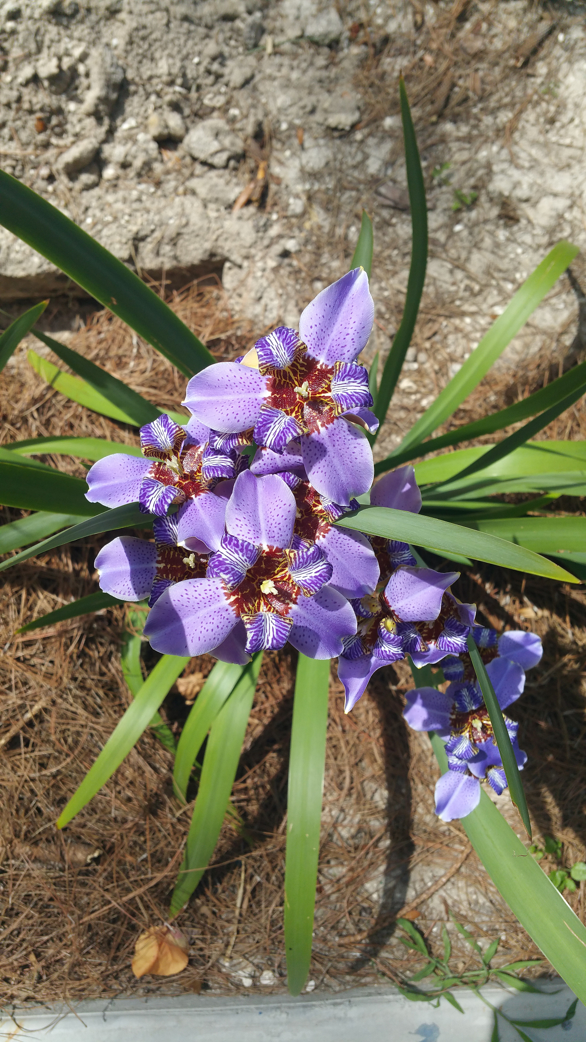 regina iris