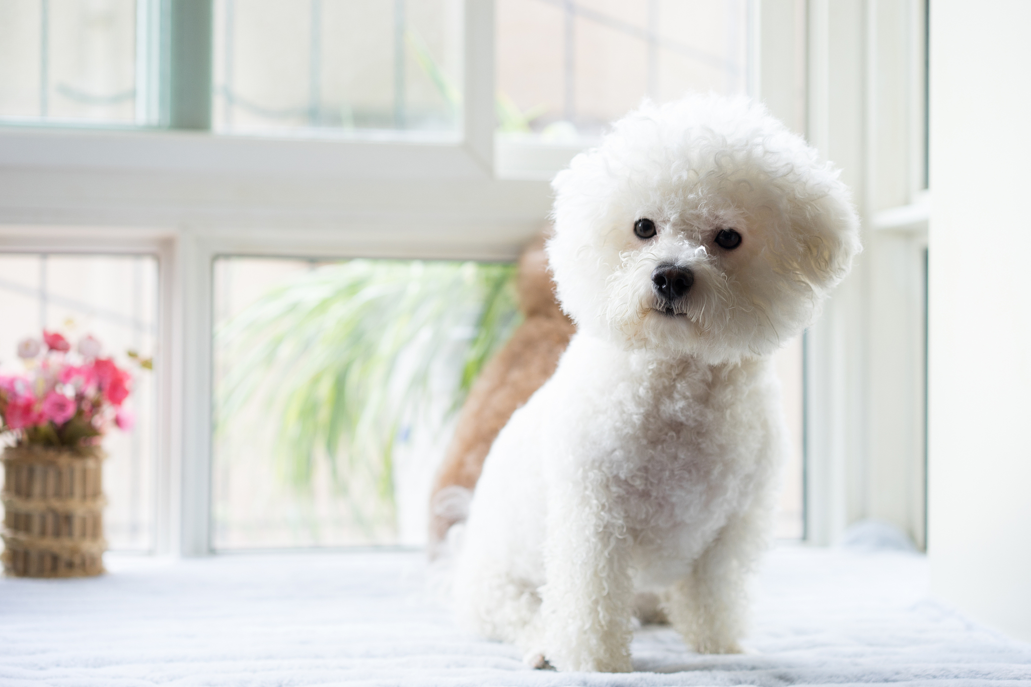 我养了条狗它是比熊名叫米粒有时候叫它傻狗给他扇了它有什么故事？500字