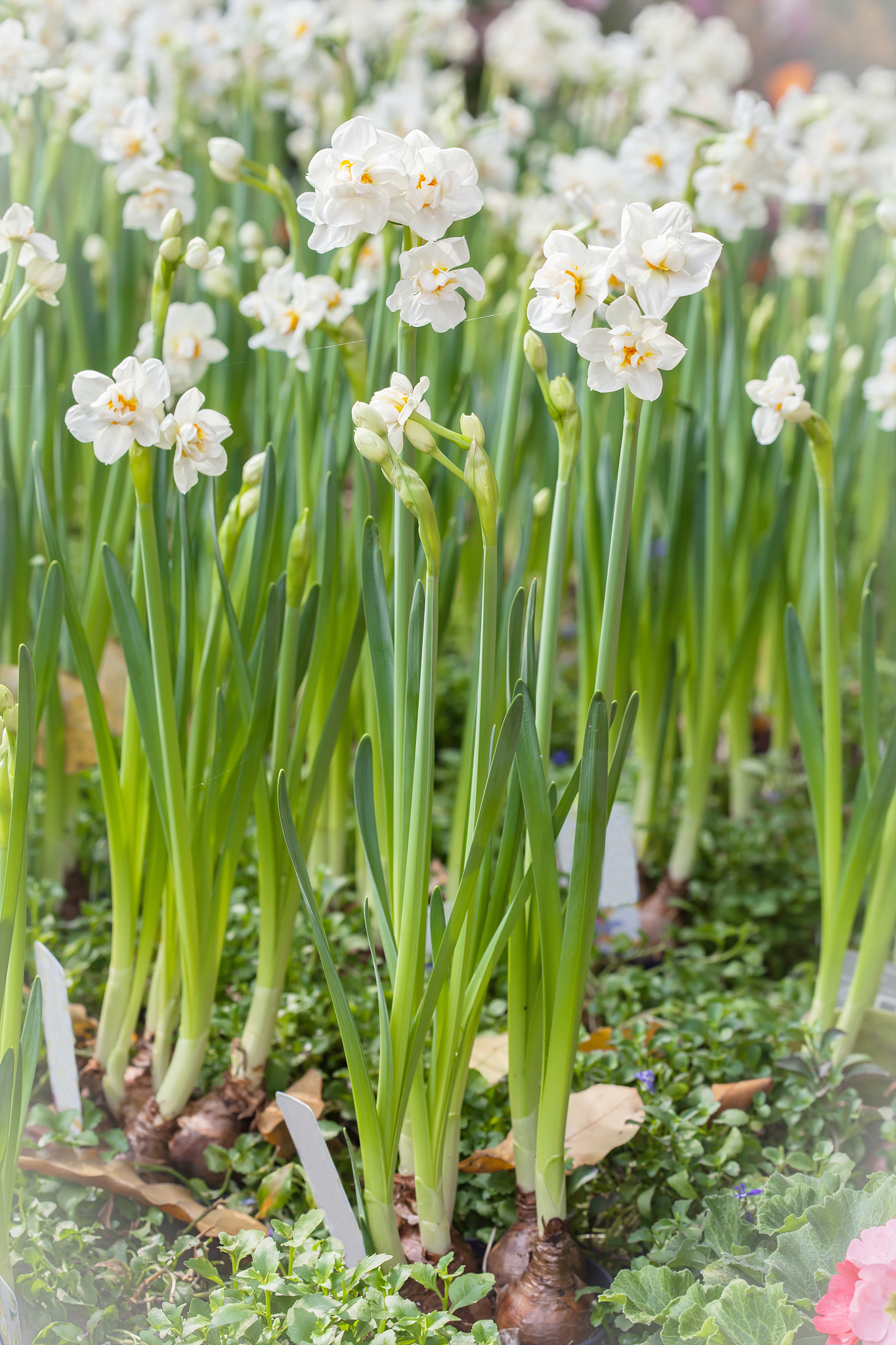 white narciss flower in narciss flower field