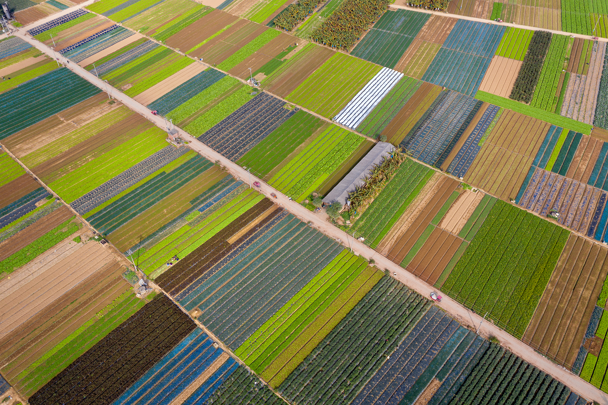 浙江省义乌市农业标准地改革的具体做法和流程