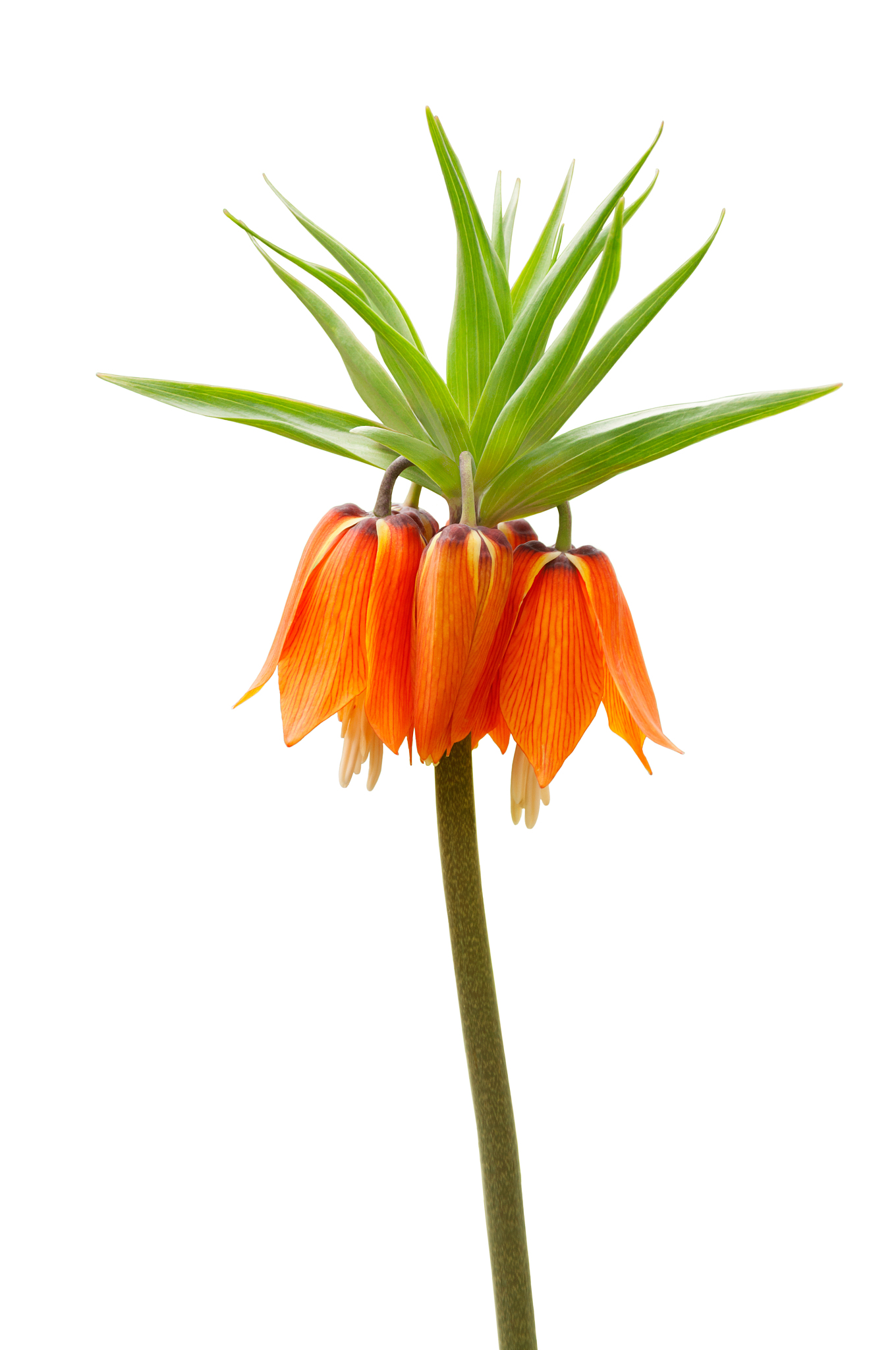 blooming orange crown imperial flower head isolated on a white b