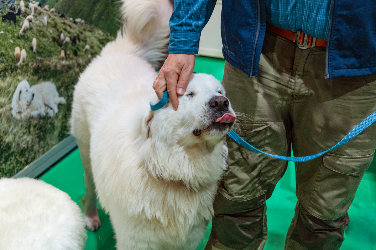 1200字关于养宠物需要注意哪些常见误区？