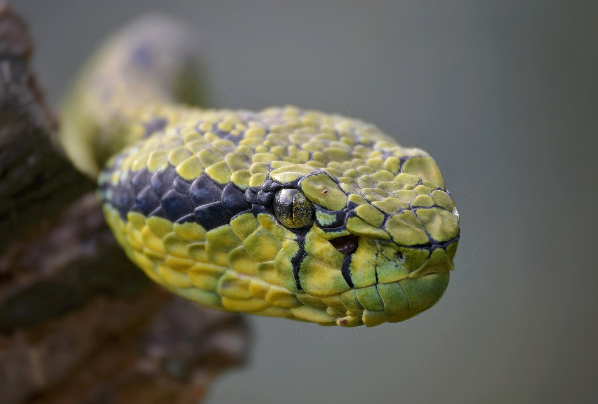 蛇蛇争霸手游更新日志：新蛇种、地图、模式和更多精彩内容！