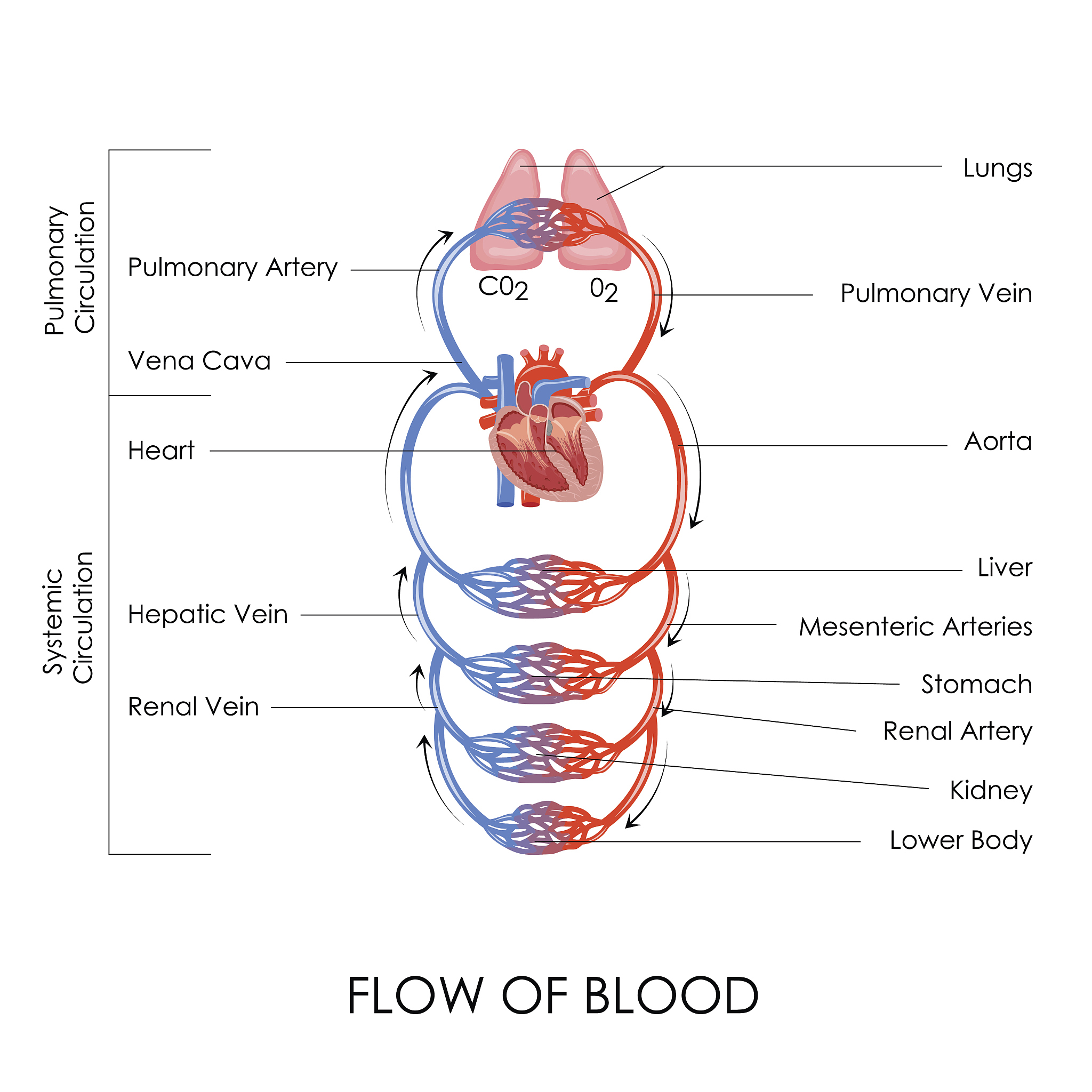 肝门静脉：收集哪些器官的静脉血？属支有哪些？