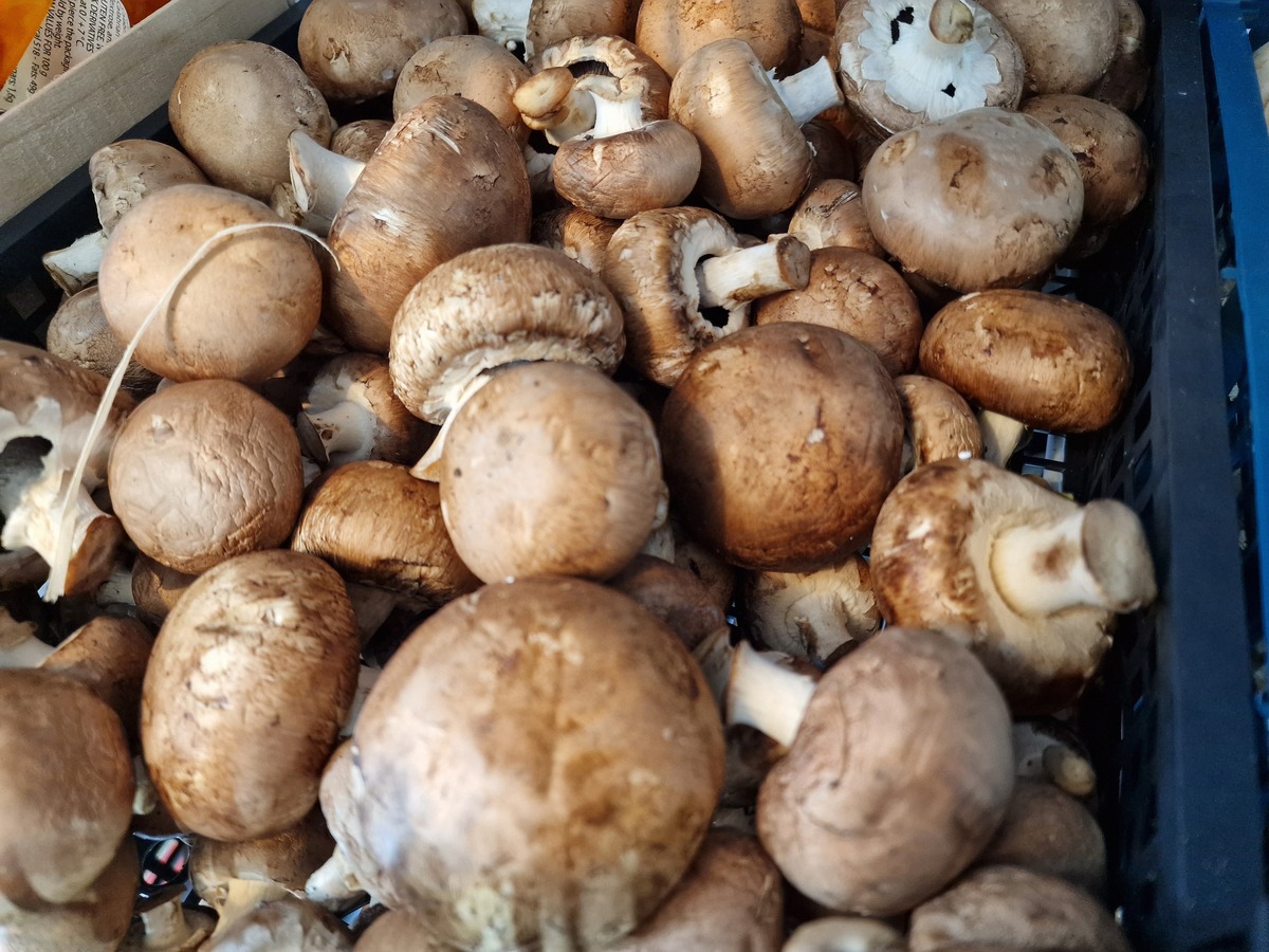 崇左市杏鲍菇：营养美味，市场潜力大