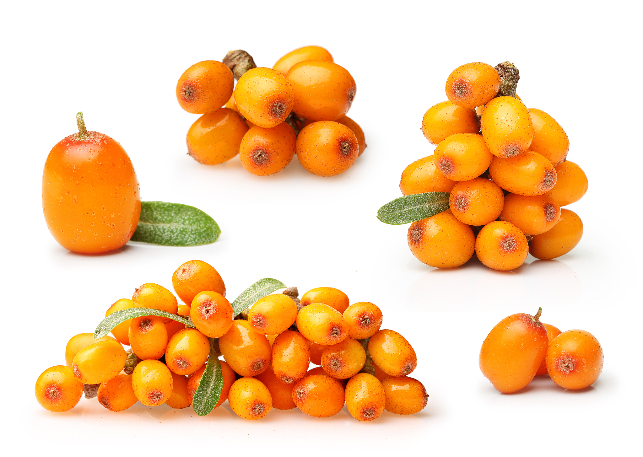 鼎鑫沙棘植物盖片的营养价值是多少？