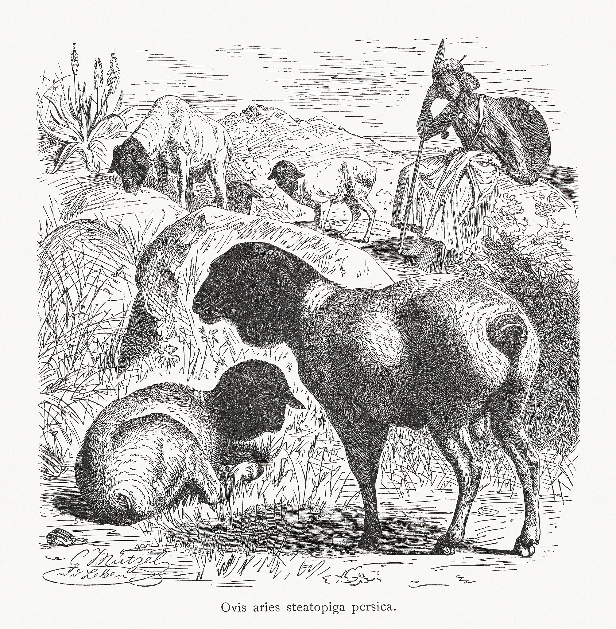 《The Horse Dealer's Daughter》读后感：爱情、救赎与社会不公