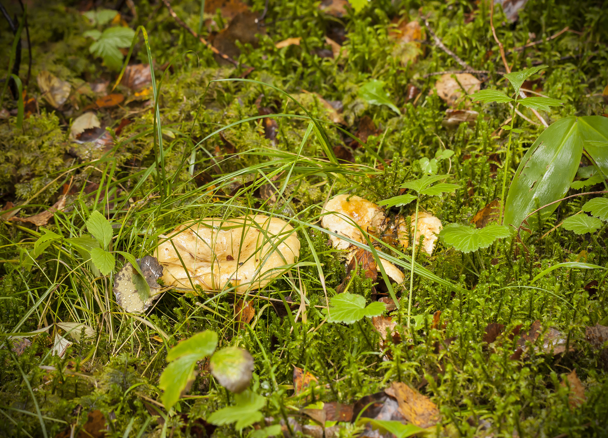 菌类各亚门进化概述：从原始特征到现代形态