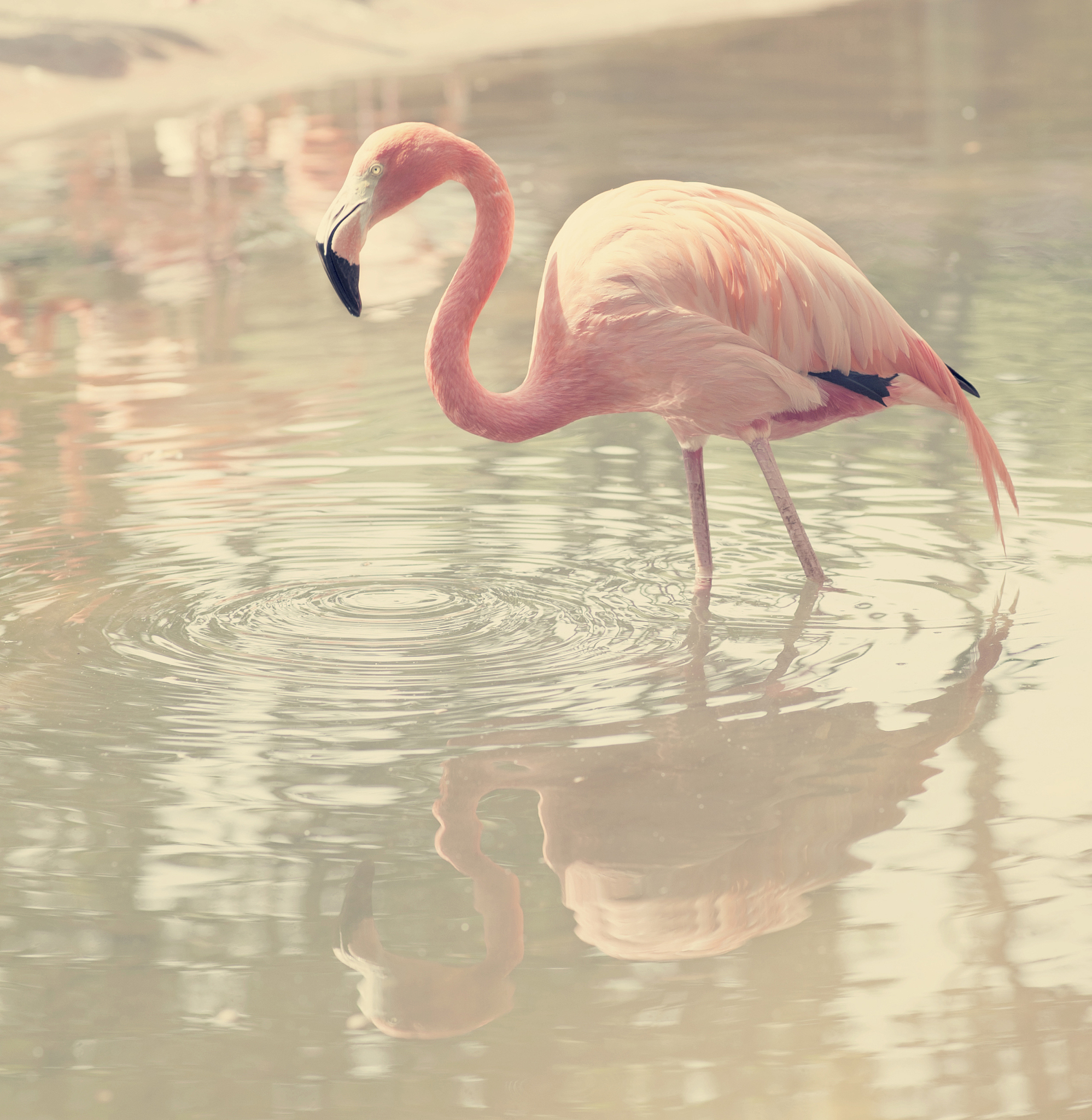 火烈鸟 - Flamingo 中文翻译