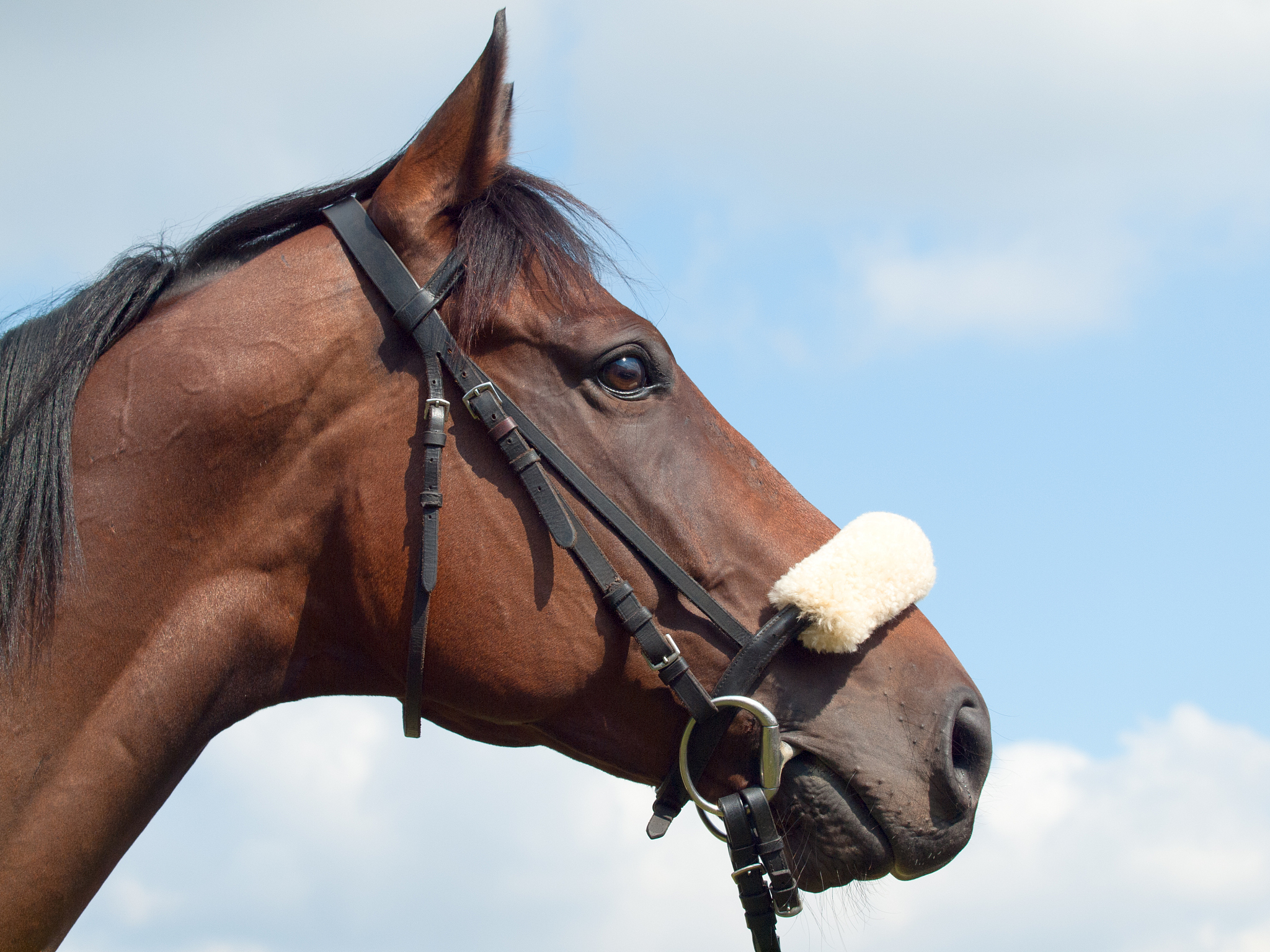 gold horse