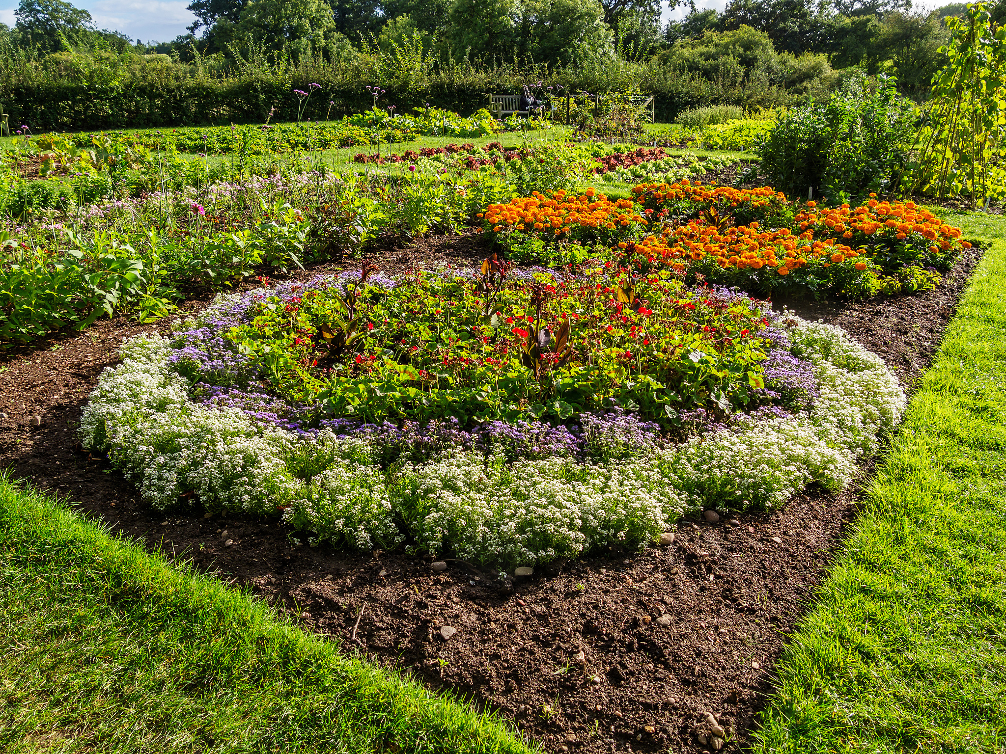用自己的理解分析乡土植物的概念。