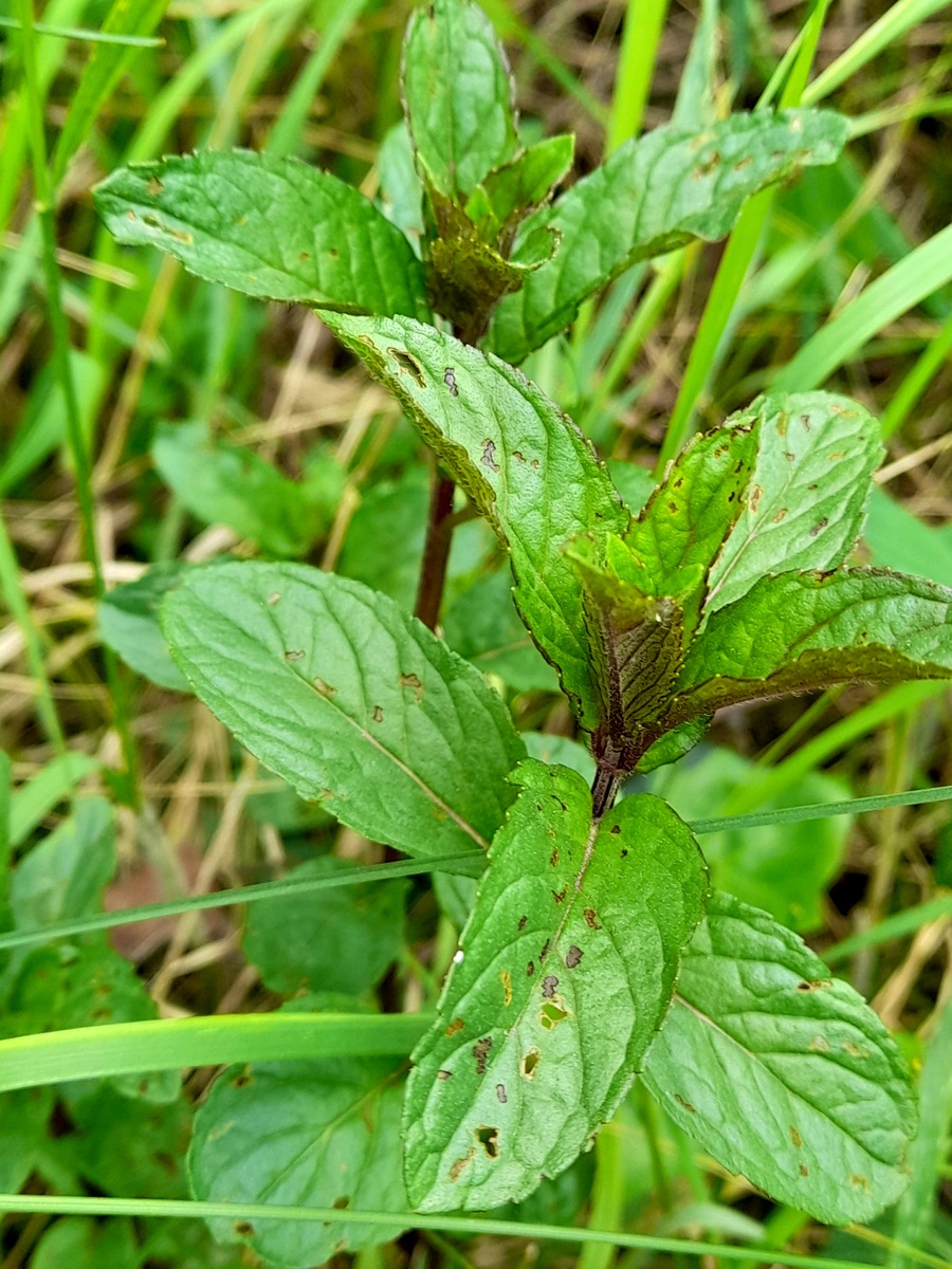 半枝莲的功效与作用及禁忌网用法确