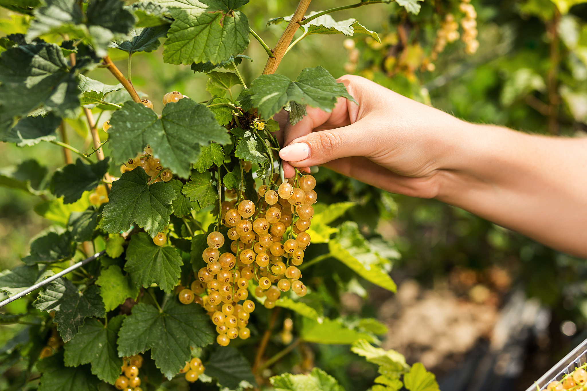 四平农业工程学校2020年招生简章：专业介绍及招募信息