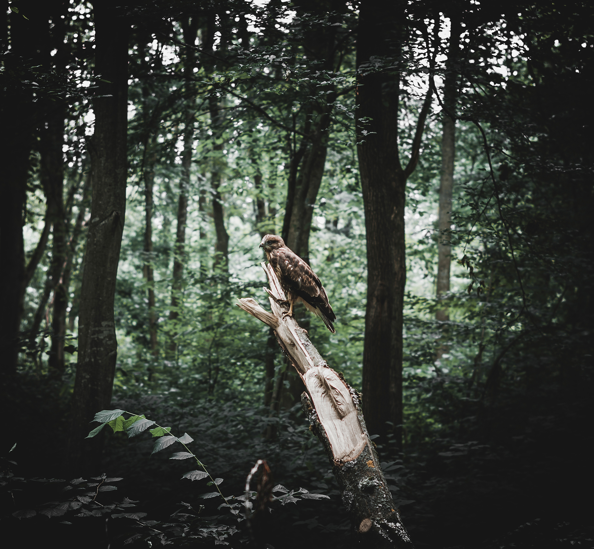 灌木丛中的精灵：有力的长腿与自由