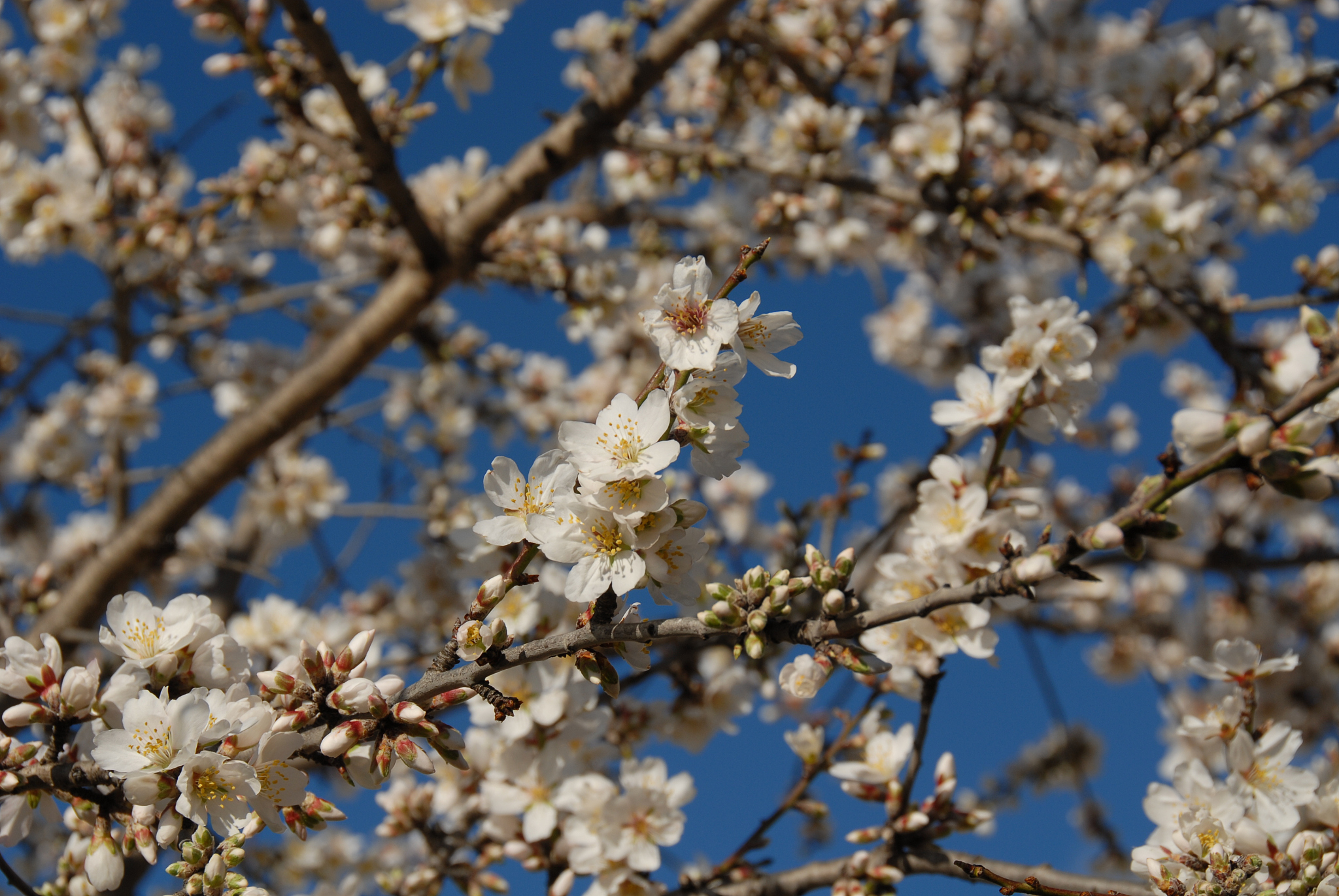 mandelblüte in spanien