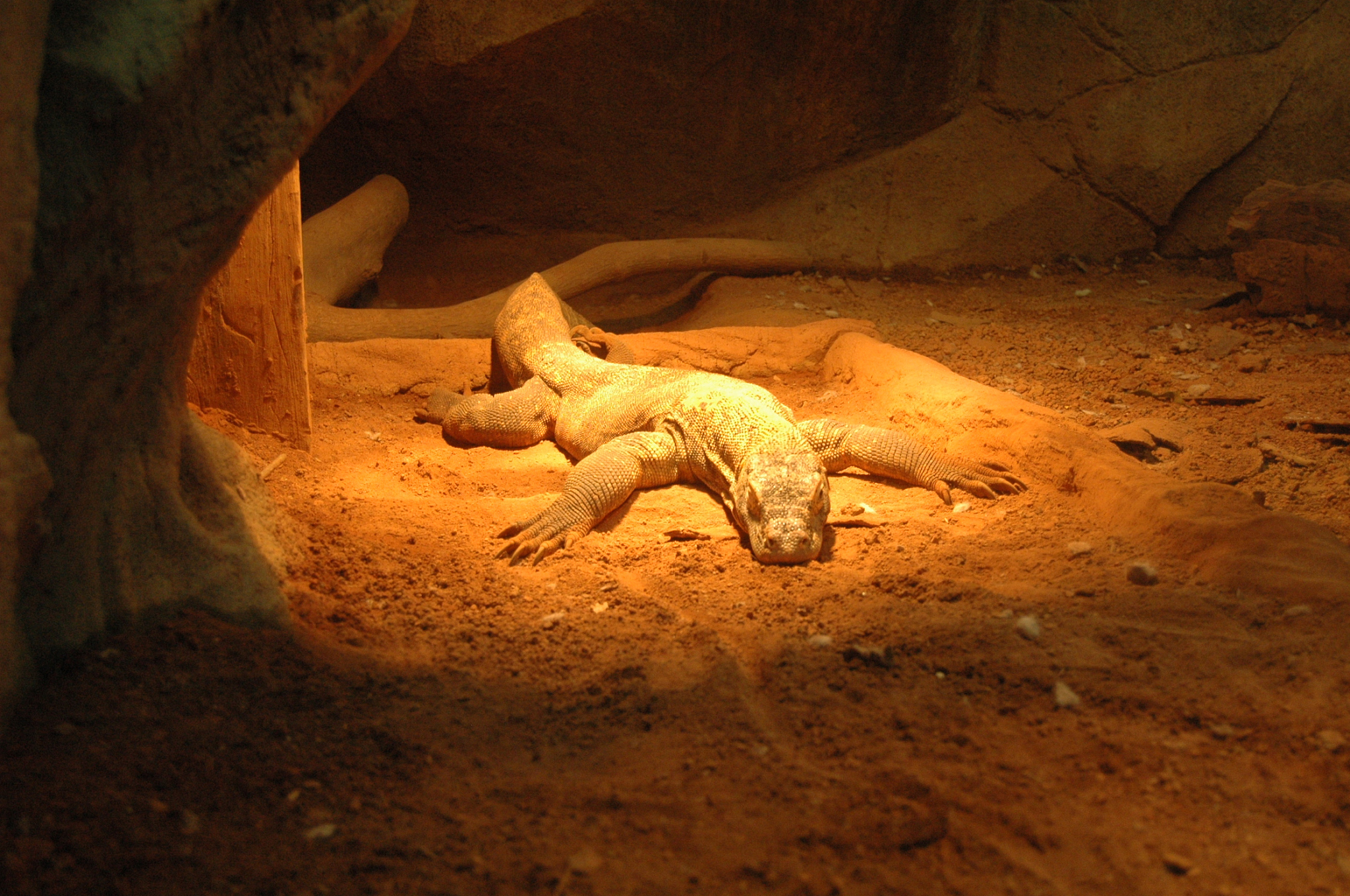komodo dragon under the light